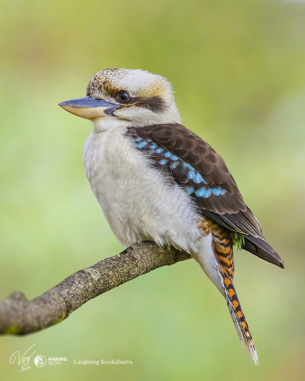 Laughing Kookaburra 220812 2 copy.jpg