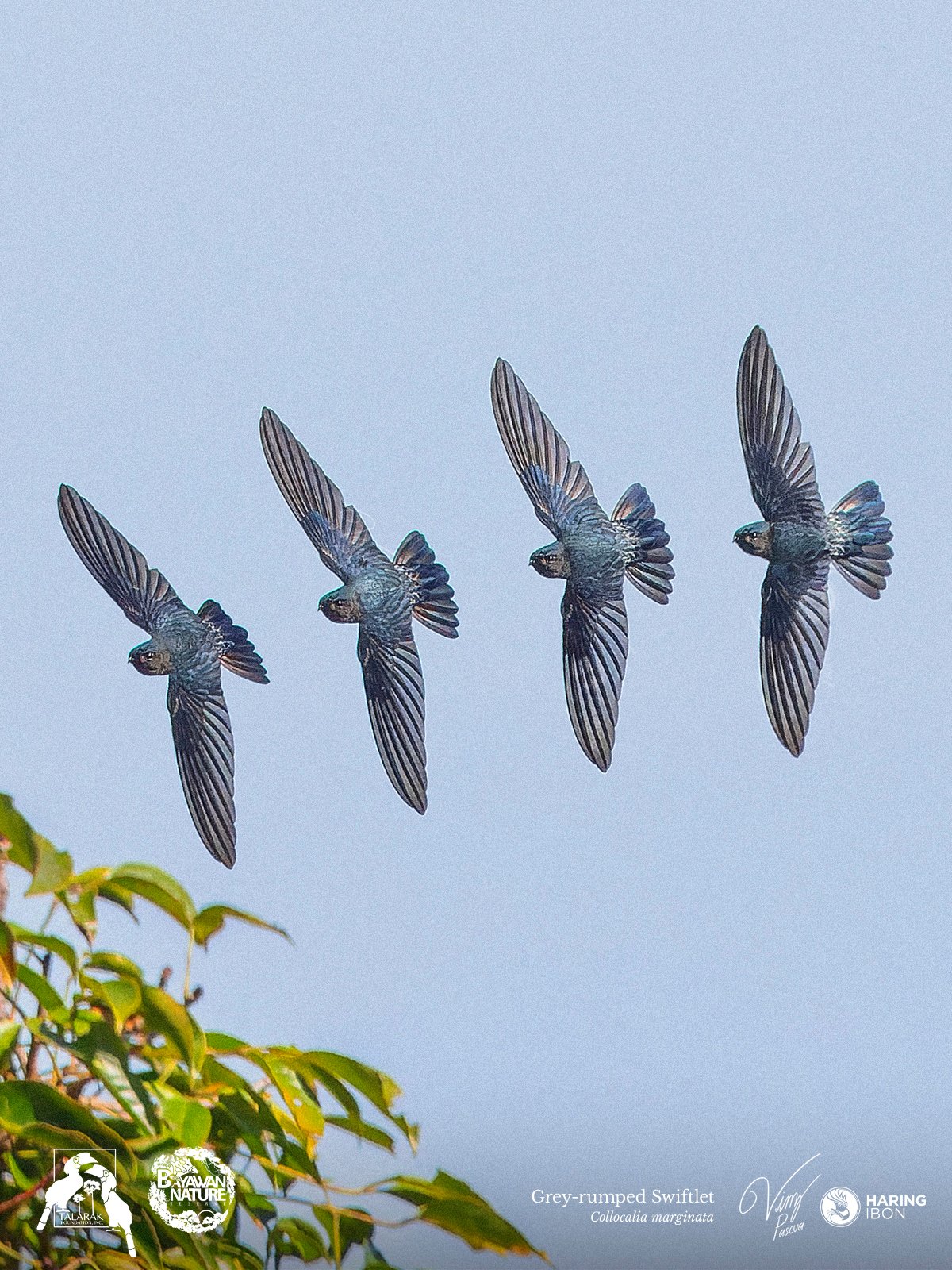 Grey-rumped Swiftlet 260421 1200px.jpg