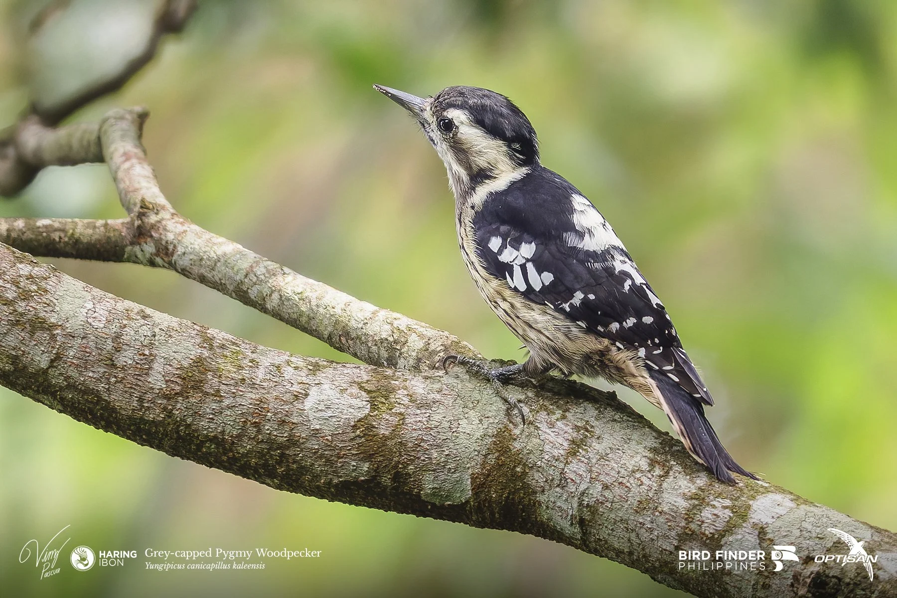 Grey-capped Pygmy Woodpecker 250919 3x2 LABELLED.jpg
