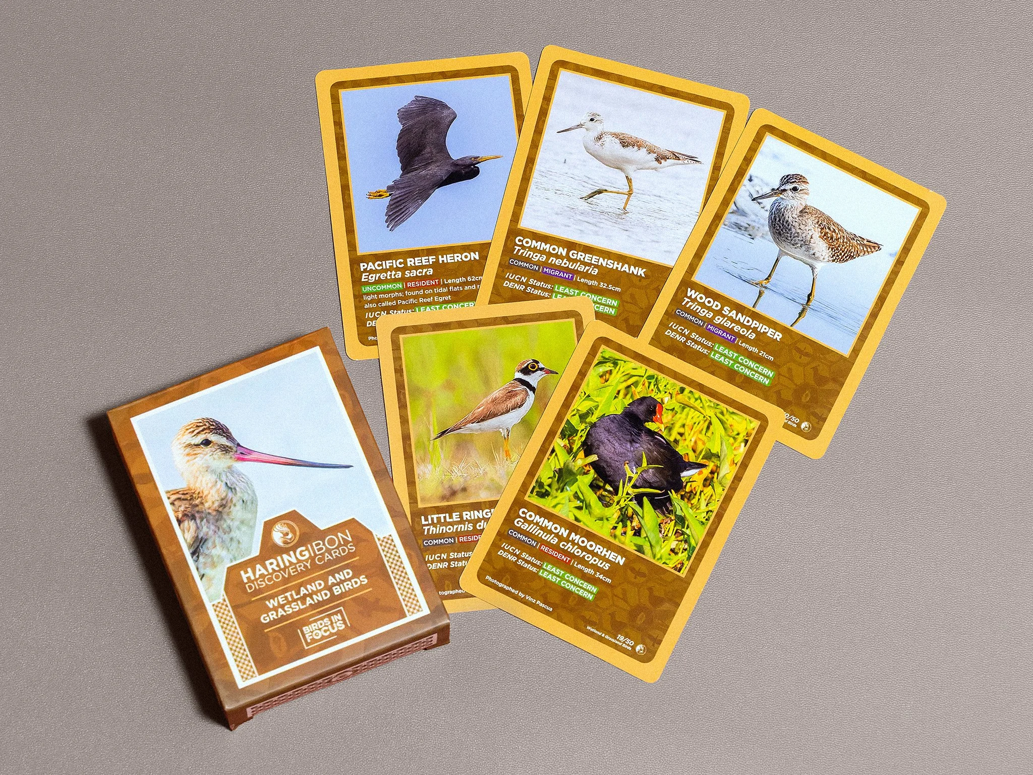 HaringIbonDiscoveryCards_3_CloseUpWetland.jpg