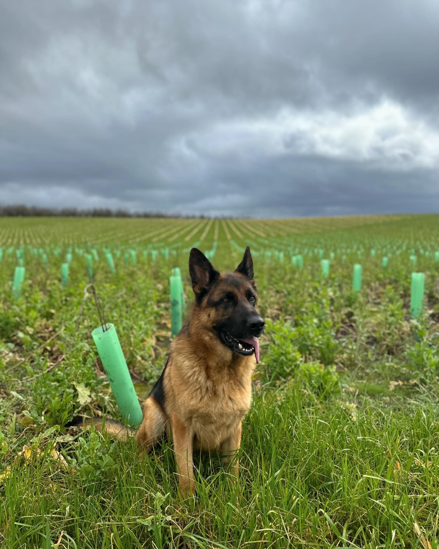 Thor dogs and rainbows.

#germanshepherd #gsd #gsdofinstagram #germanshepherds #dogs #dogsofinstagram #dogstagram #thor #thordog  #vineyard #vineyarddog #sostr&aring;le #sostralevineyard #vineyard #estatevineyard #sunbeams #sunrays☀️ #chehelemmountai