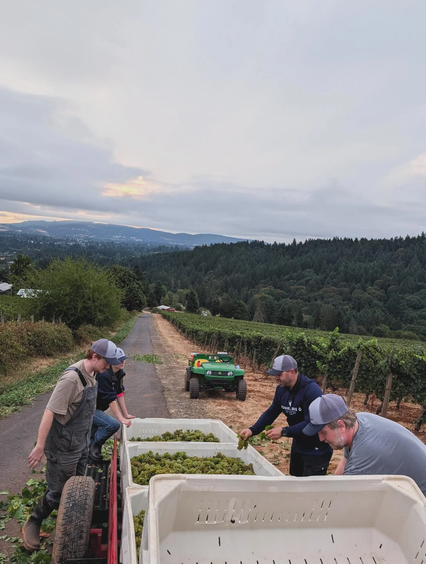 Harvest Day 3. Picking and Pressing some Chard.