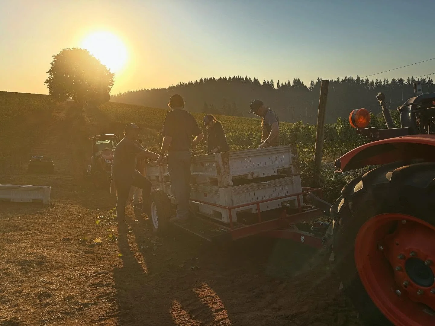 A beautiful morning to pick some Pinot. Stunning.

#fall #autumn #2025vintage #oregon #pnw