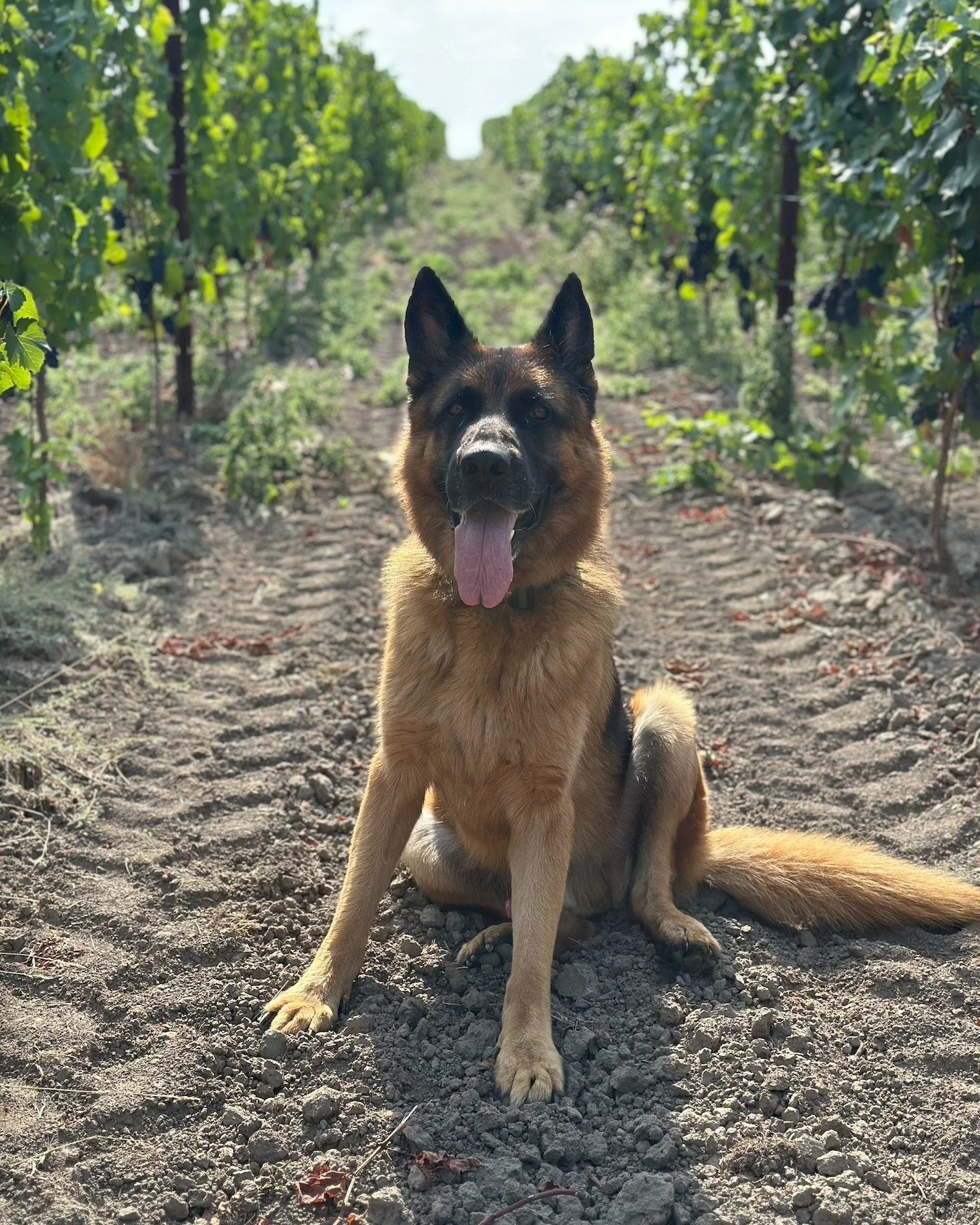 Have you met Thor? He&rsquo;s the four legged member of the Purple Hands family. While he prefers to be roaming the vineyard, he doesn&rsquo;t mind hanging around the cellar now and then.

Usually you&rsquo;ll find him posted up nearby while things a
