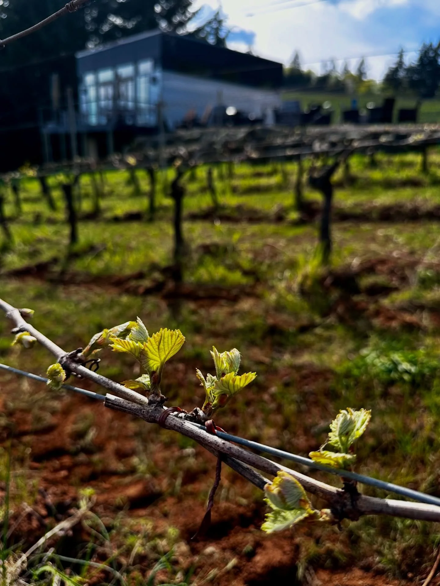 A little burst of fuzzy green pushing through last year&rsquo;s wood. Tight, bright, and alive.

After months of pruning, of stripping things back to their simplest form, bud break is the energy moving upward, quietly but with purpose.

These first s