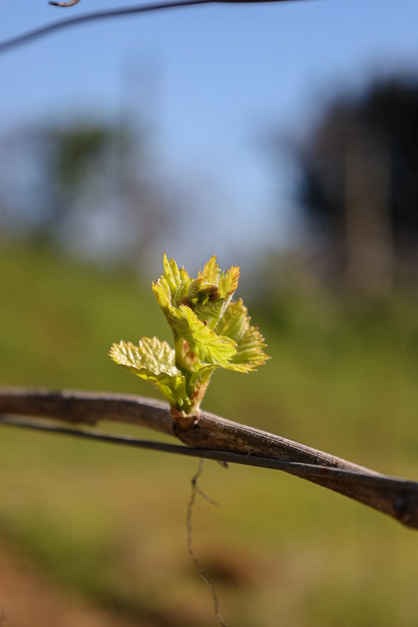 The first leaves are starting to stretch now.
What began as a tight bud is opening, reaching, finding light.

There&rsquo;s a softness to it. New growth catching the breeze, still delicate, still figuring out its place on the vine. But the direction 