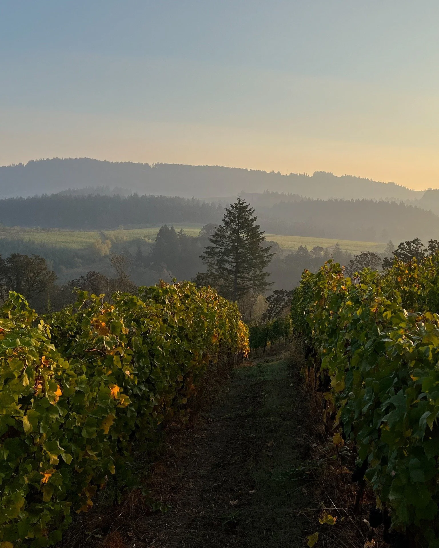 Nature drives on by a force deep within, older and longer than anything we know. The vines wake, the soils breathe, the seasons turn in their steady rhythm. Our role is simply to join that unfolding.

At Purple Hands, farming is an act of attention. 