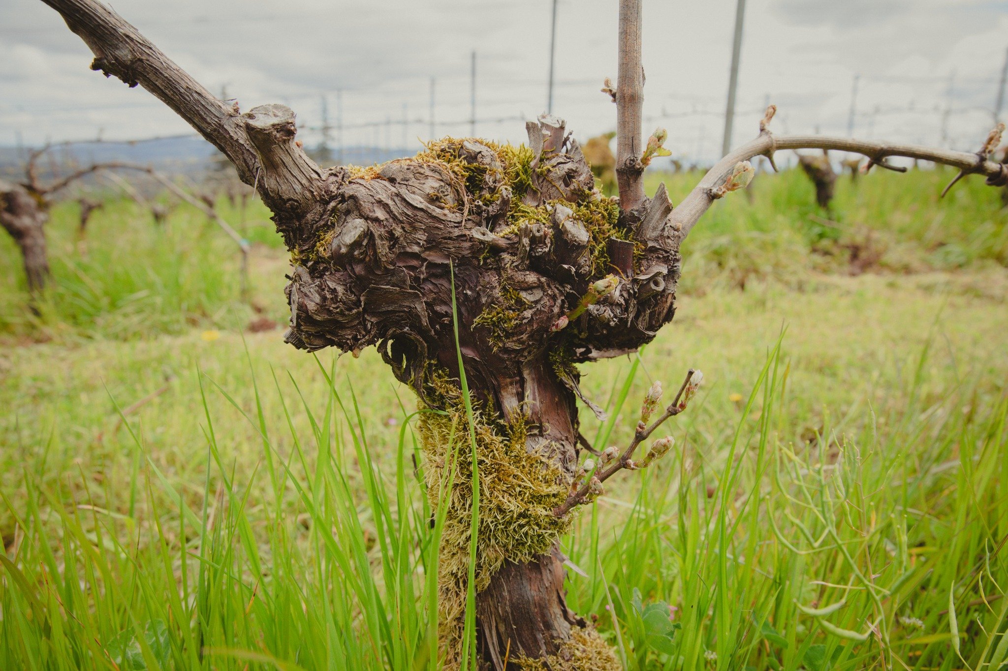 The vine doesn't grow in a straight line.

It bends. It twists. It adapts.

Following forces we can't always see, responding to the seasons, the soil beneath it, and the years passing overhead.

Given enough time, those twists become part of its char