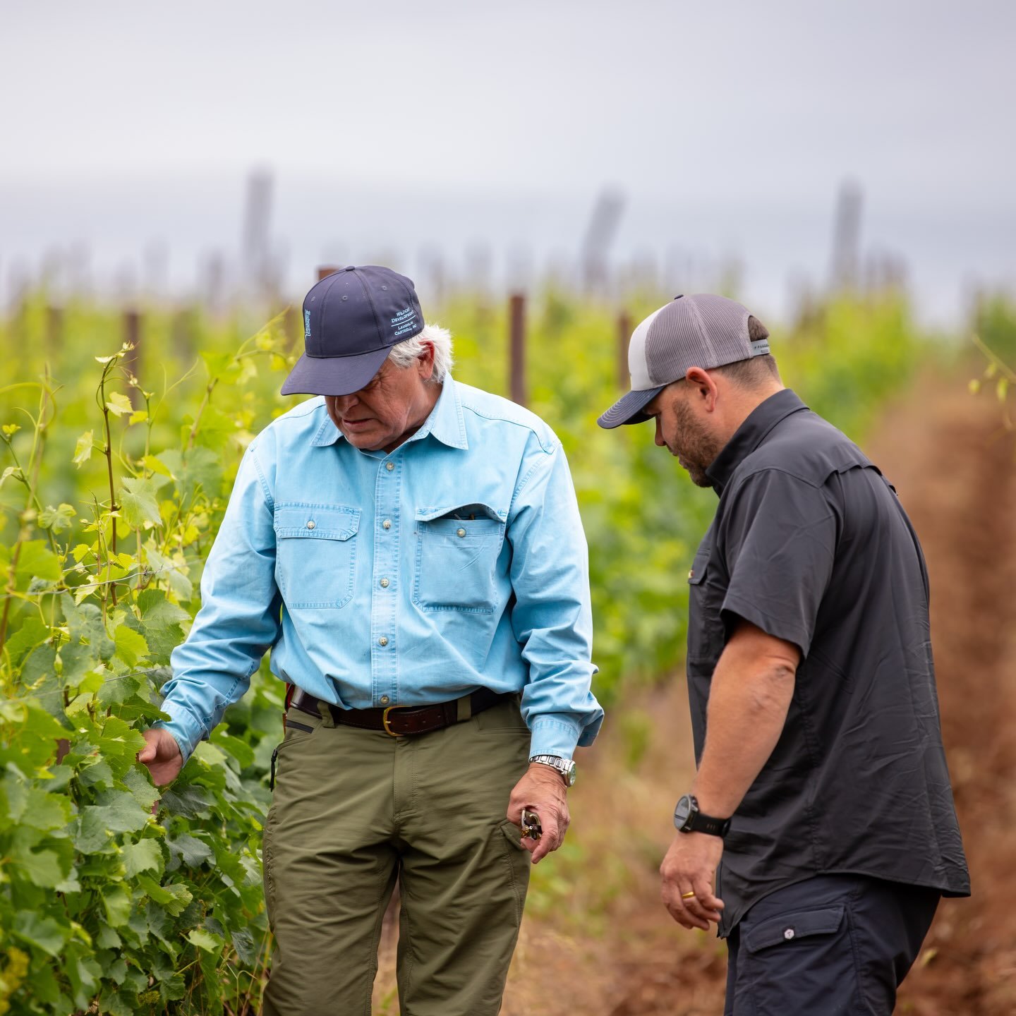Calling all wine club members! This month Purple Hands Winery is teaming up with Ken Wright Cellars for a family club share.

Now through 7/31 visit @kwcellars for special club perks.  Stop by our tasting room today @purple.hands.winery or @haakonlen