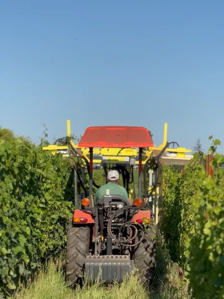 Hedging is one of those jobs in the vineyard that continues to create the highest quality wine. By hedging the foliage we help remind the vine to focus on the fruit, we open up the canopy to stop disease pressure, improve airflow and keep the shoots 