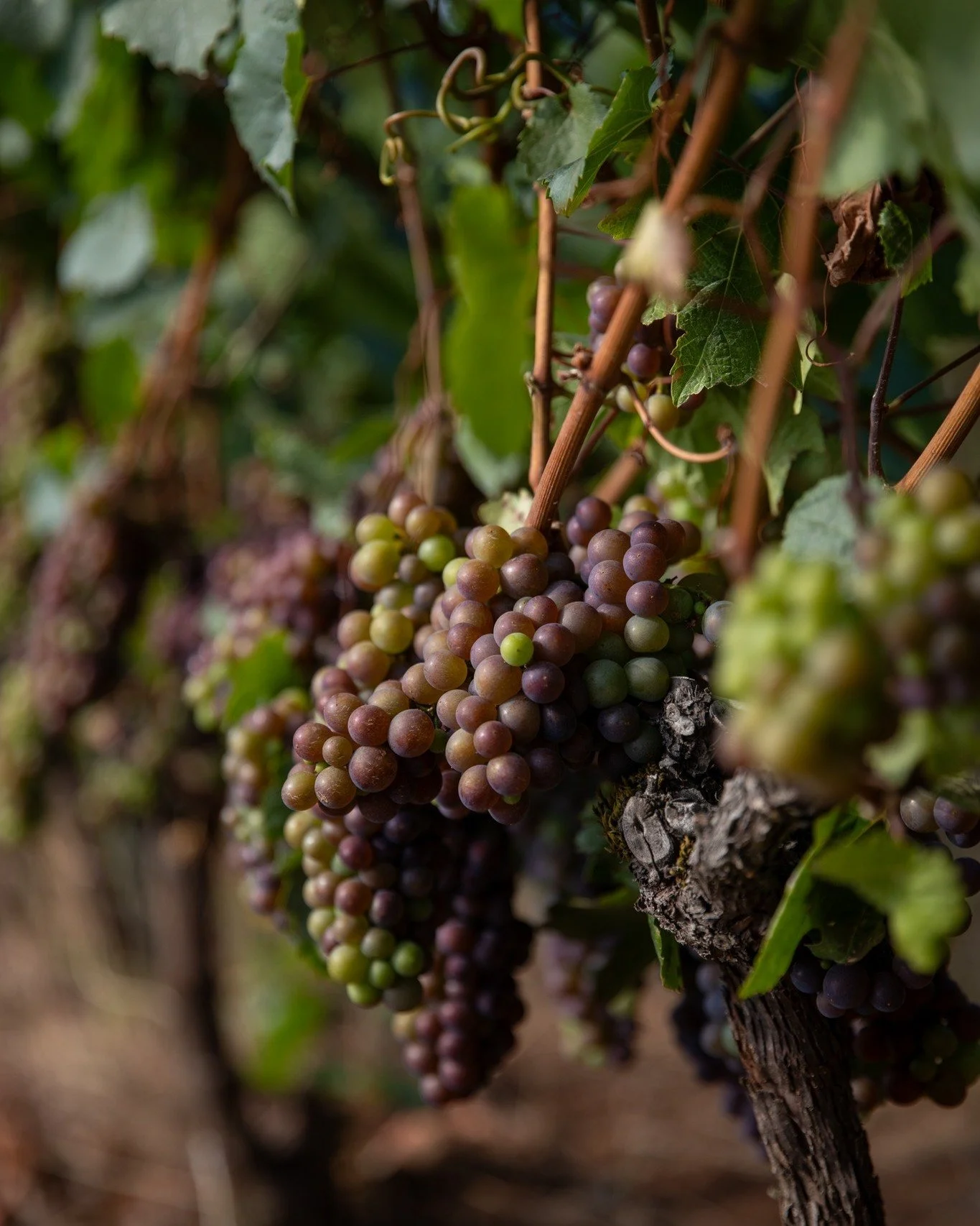 This is shaping up to be a beautiful harvest. The vines are starting to focus on sugar development in the fruit, the evenings are cooling down, the mornings are still warm and bright. Pop into the tasting room to catch up with the team on what's drin