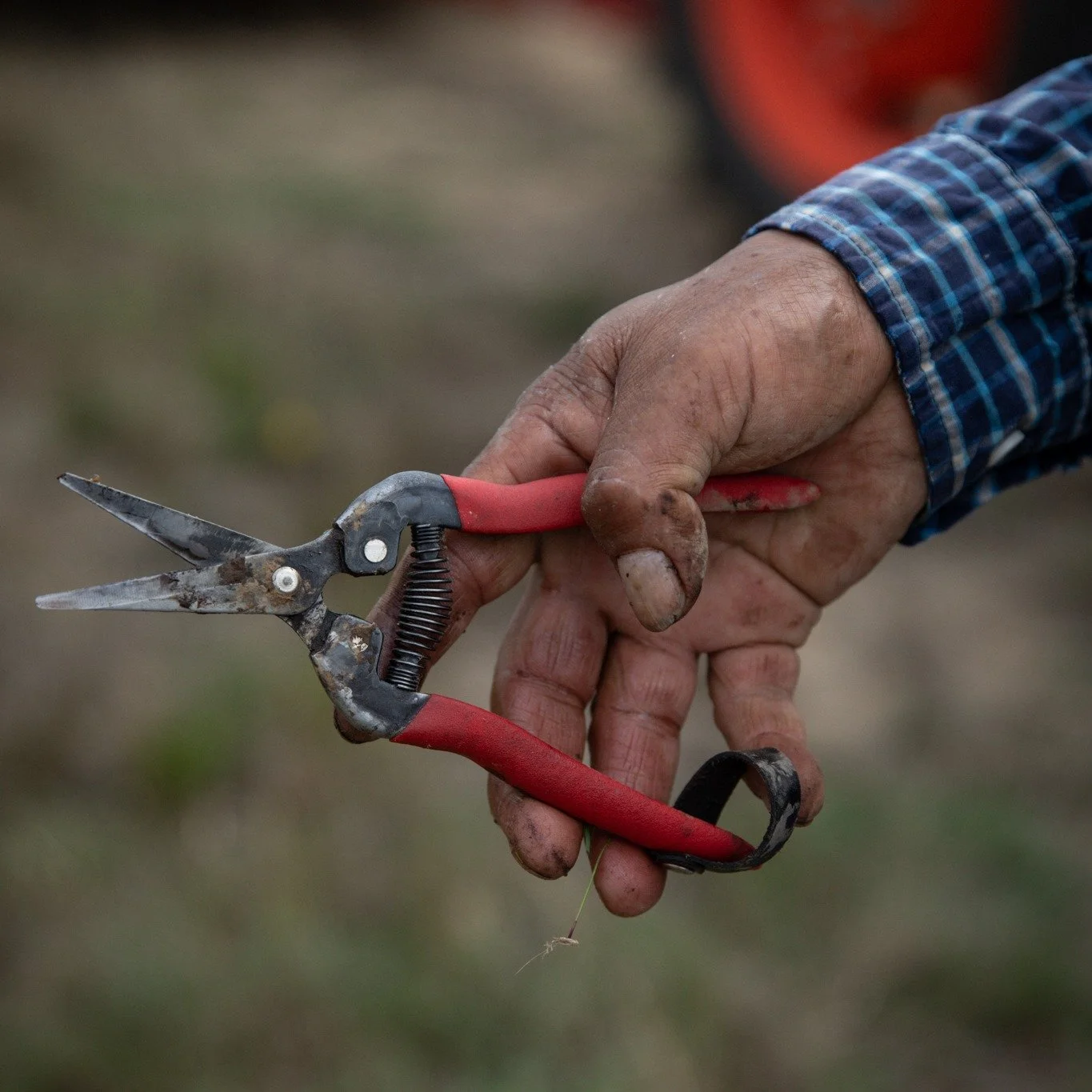 Harvest takes a lot of hands.

Hands that pick, sort, carry, clean, and keep going through long days. Hands belonging to people who show up, work hard and care deeply about what we&rsquo;re making together.

We&rsquo;re incredibly grateful for every 
