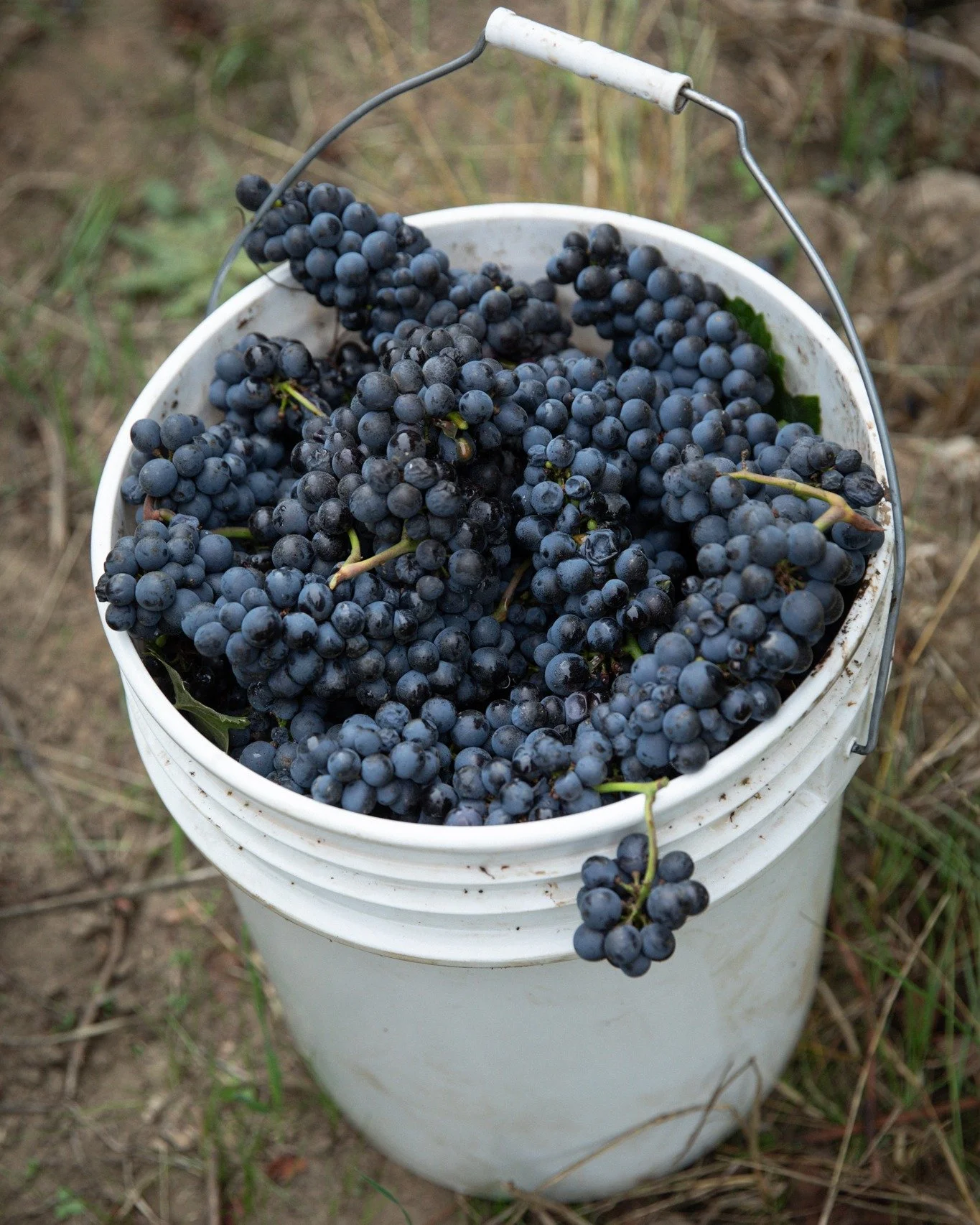 A bucket of fruit holds a whole season of work. Watching the vineyard, making decisions, waiting for the right moment, and finally bringing it in. And the next step has begun.