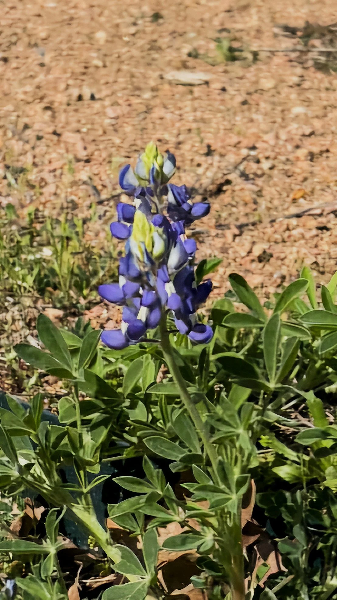 Messenger_creation_6EF593BB-3E3D-45C7-926A-5F2C41C7A7A5.jpeg