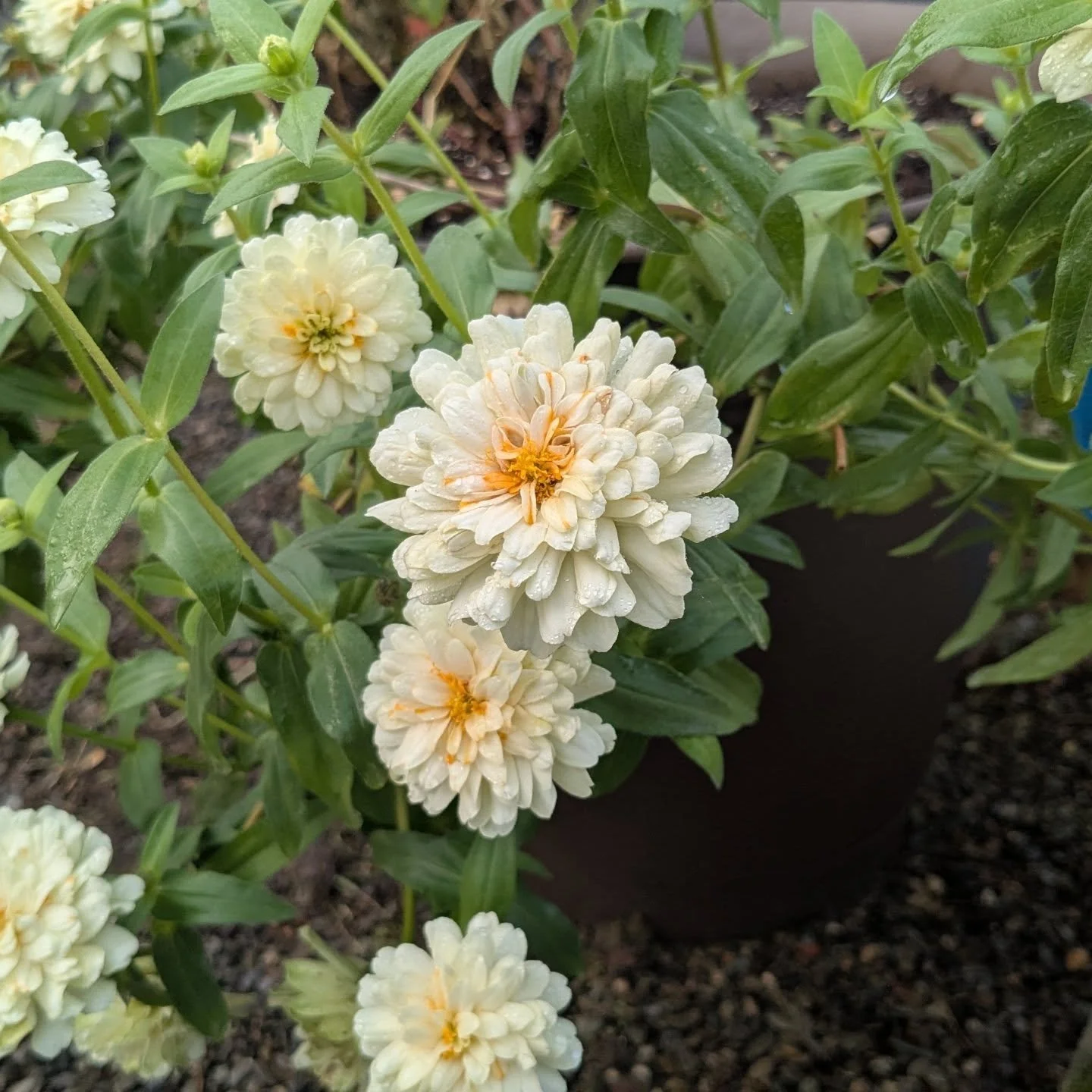 At Wildwood Programs, the greenhouse grows more than food and flowers.
