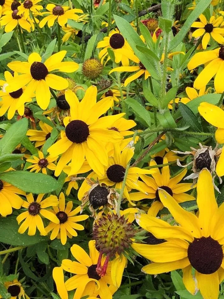 Last year we grew thousands of native flowers, vegetables, trees and shrubs, and are offering a CSA style preorder for 2026 to share the bounty!

Here are some of our favorites that we grow. Can you name all four?