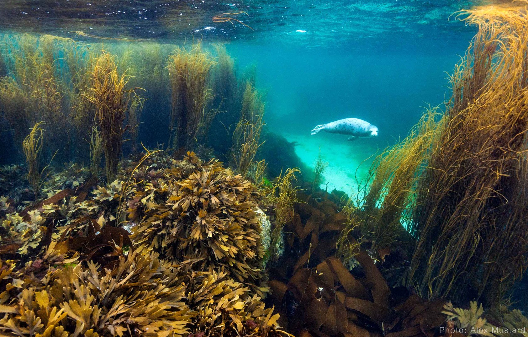Categories British Wildlife Photography Awards categories-british-wildlife-photography-awards