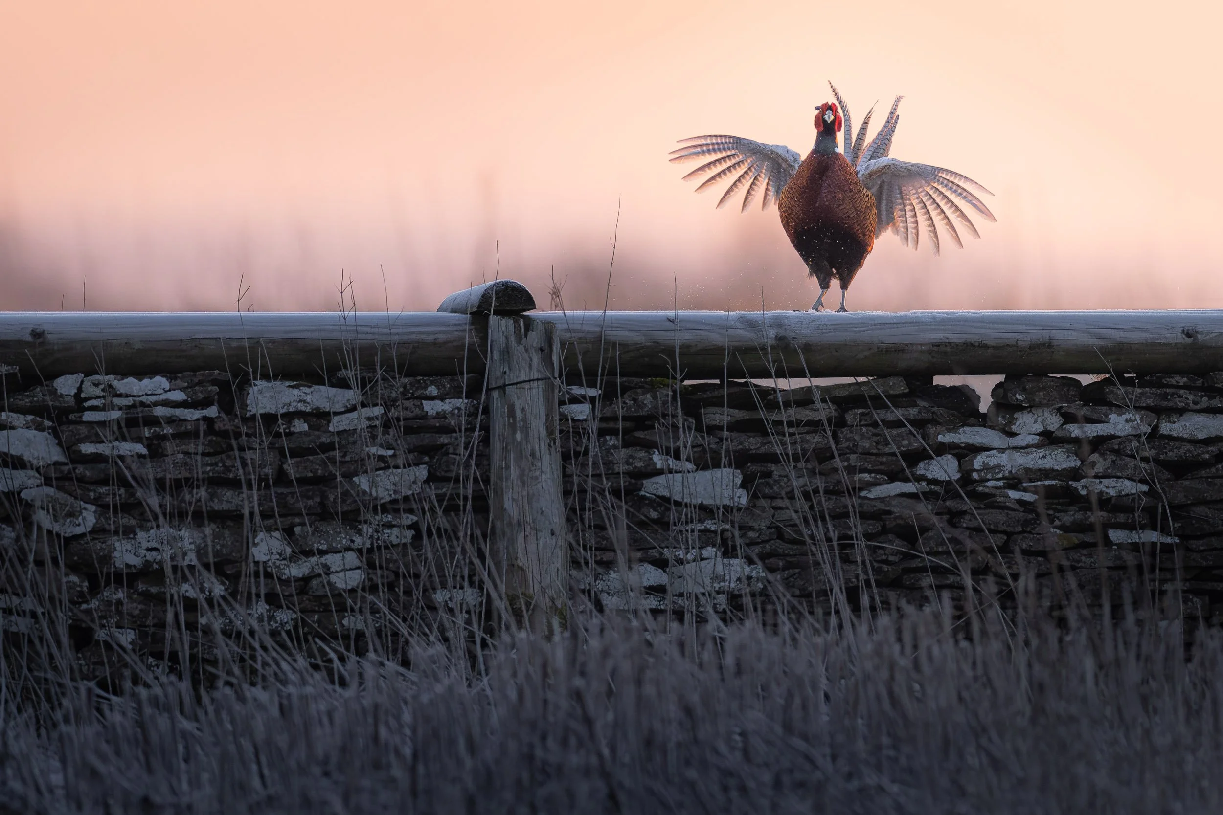 "Frosty Morning Show" by Alexander Hormann