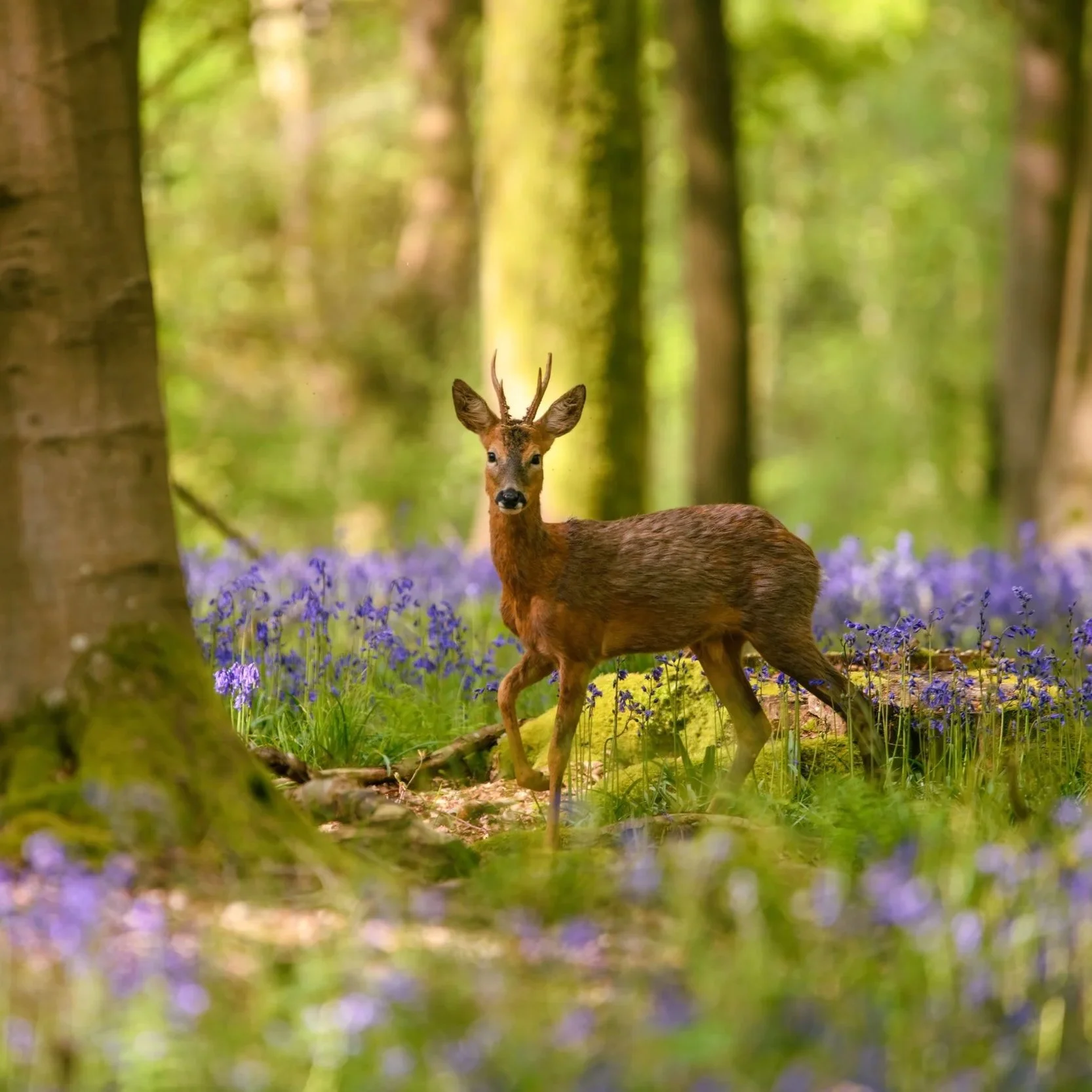 BWPA Auction FAQs