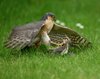 2026 Winners — British Wildlife Photography Awards