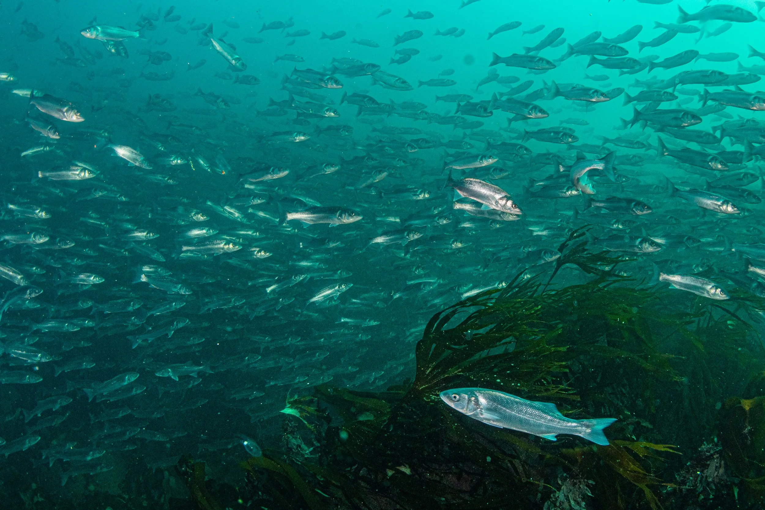 "One Bass Many Bass" by Kirsty Andrews