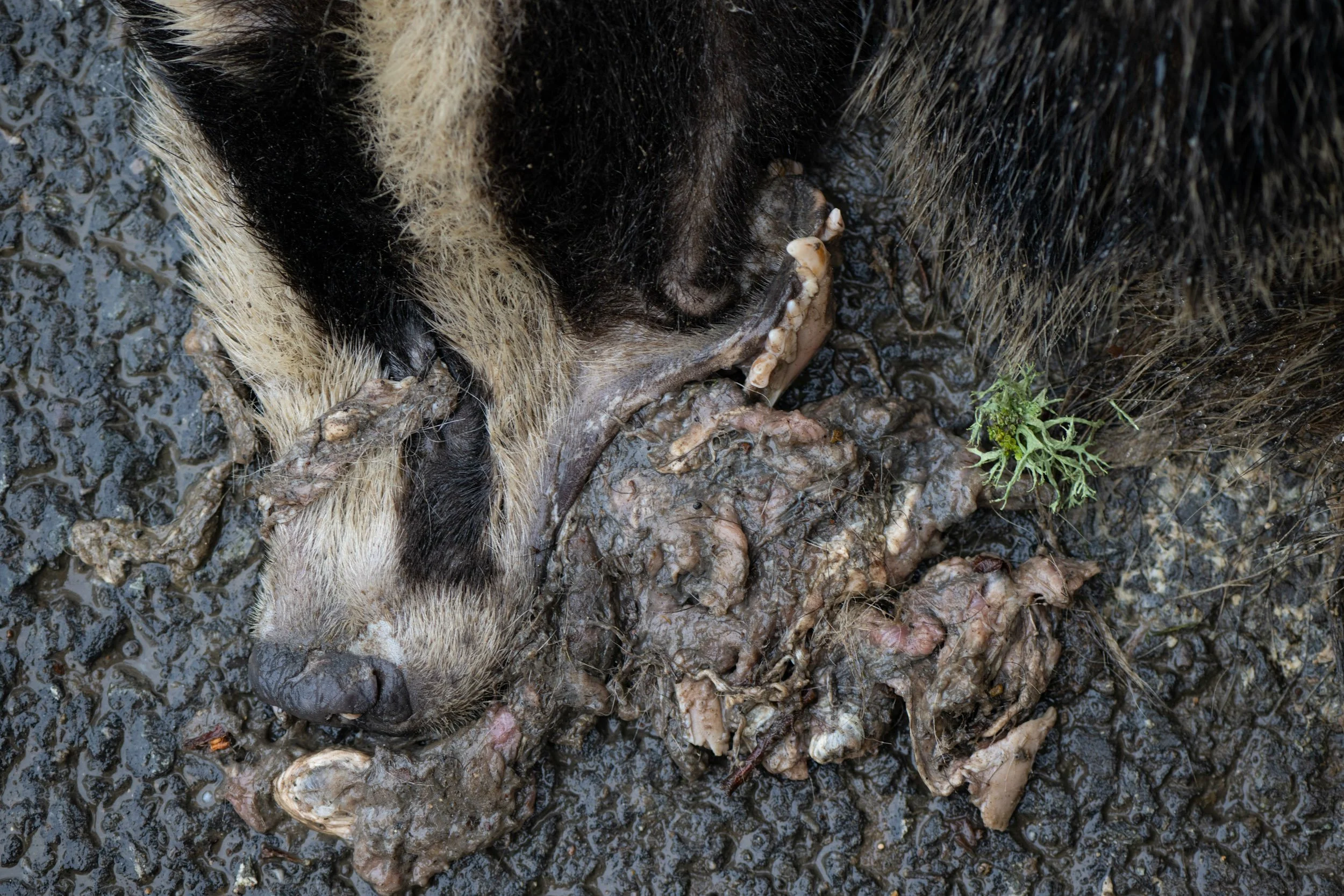 Dorset-badger-dead-22.jpg