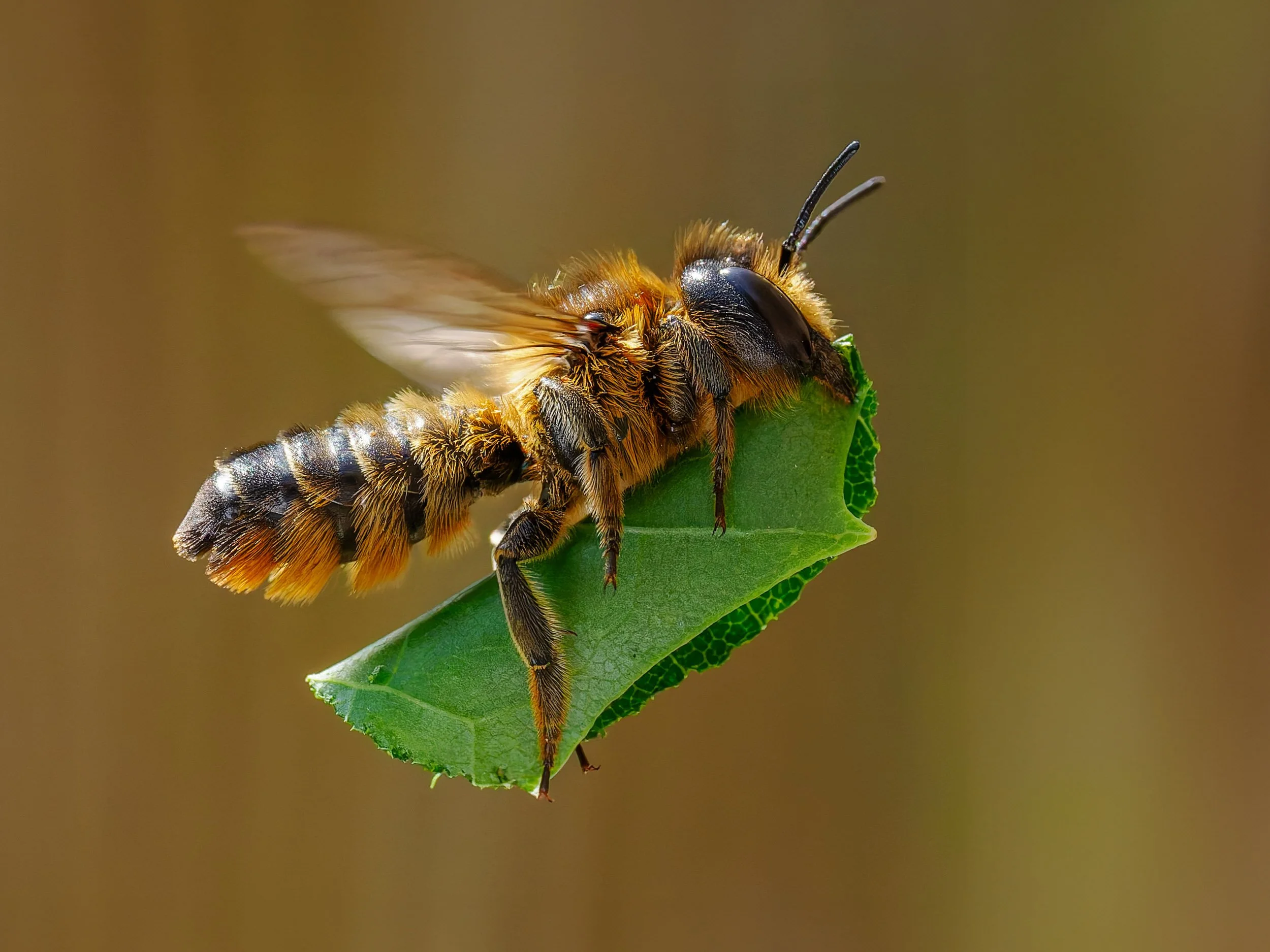 "Bringing in the Leaves" by Chris Jackson