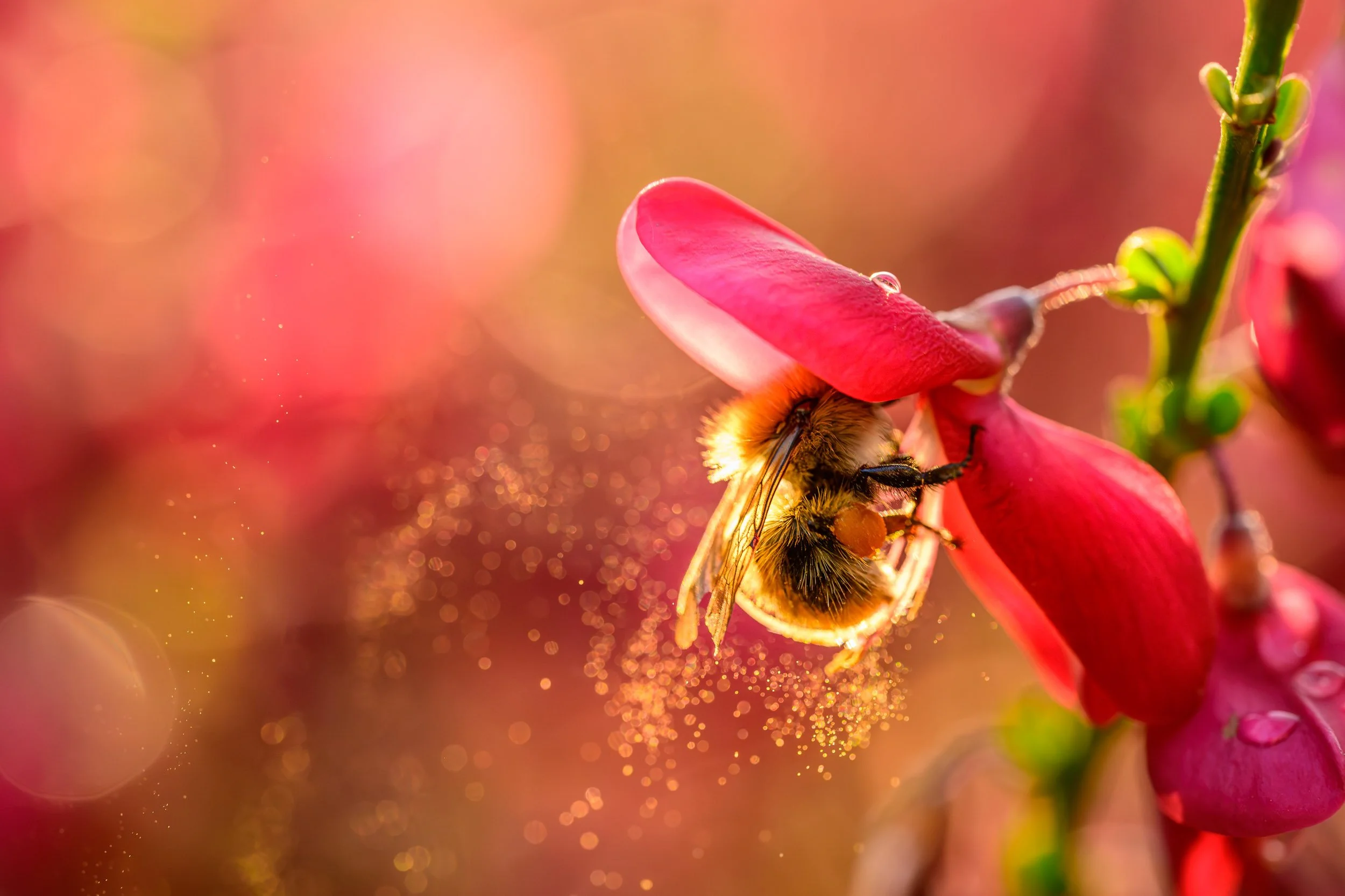 "A Kind of Magic" by Alison Bell