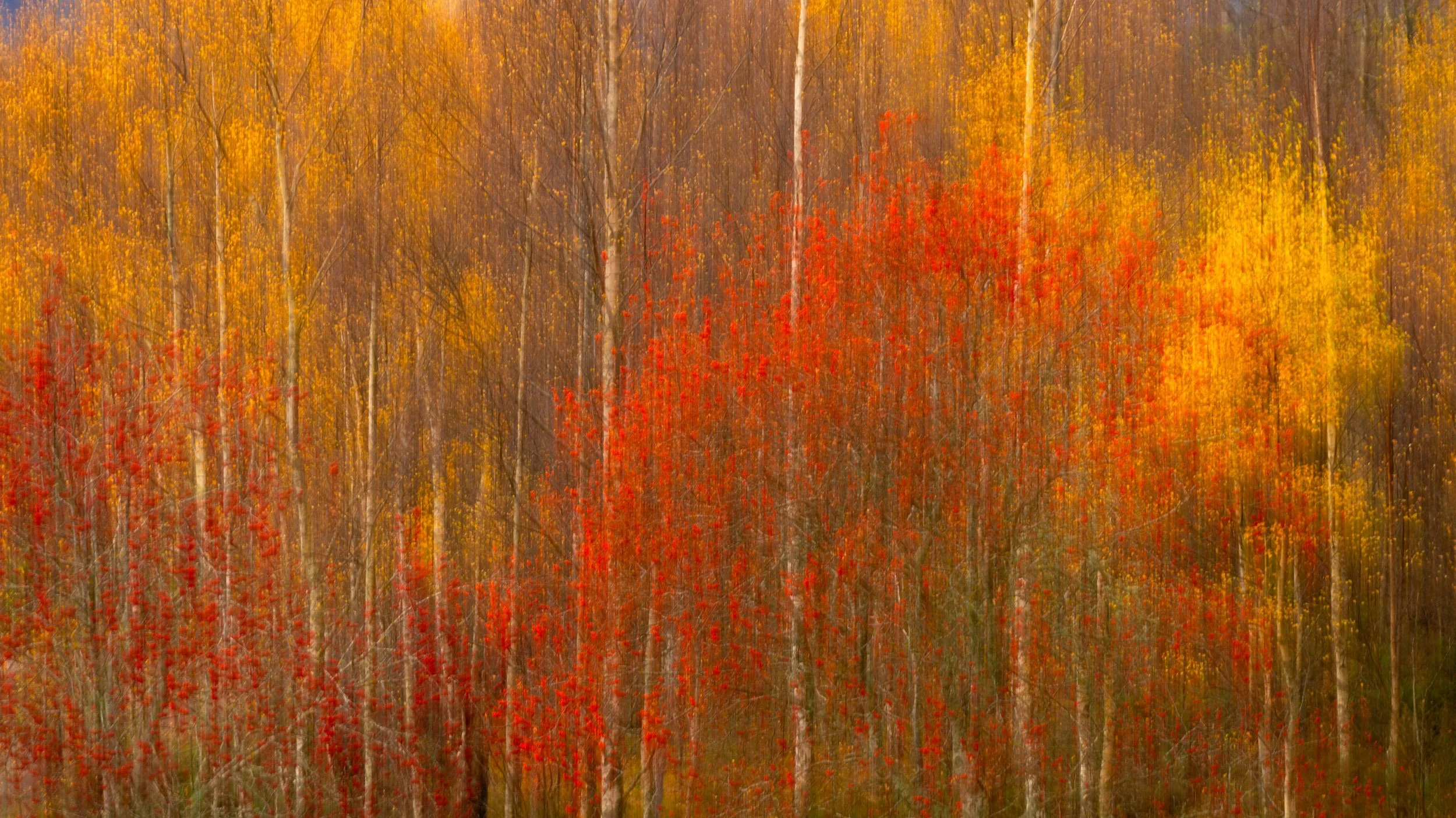 "Painted Trees" by Neil McIntyre
