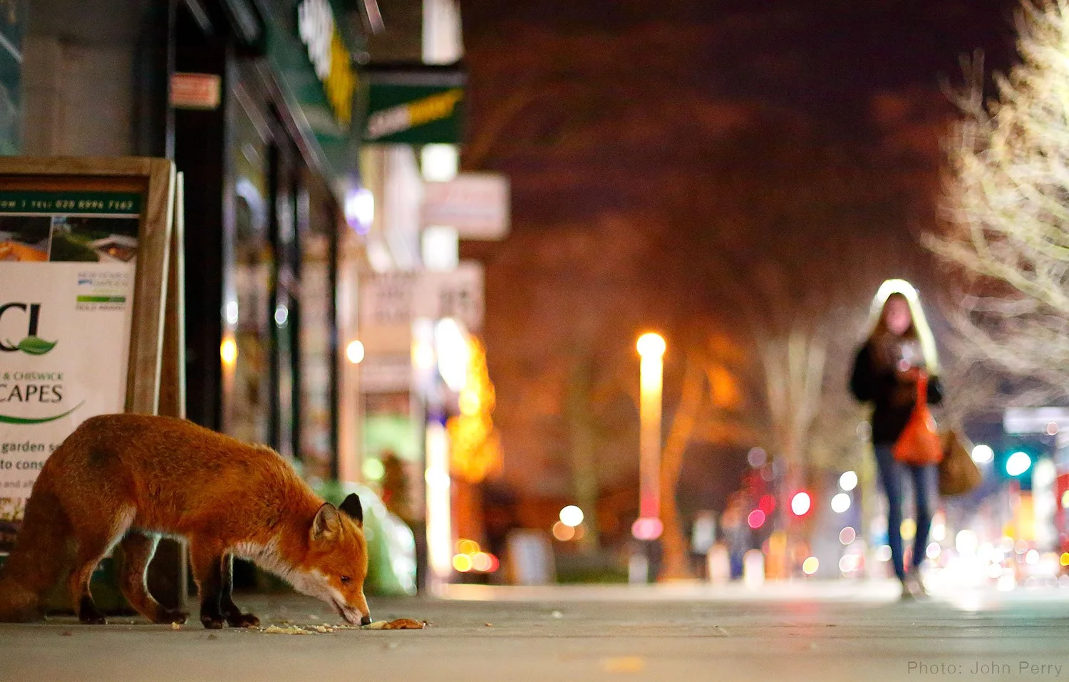 categories-british-wildlife-photography-awards
