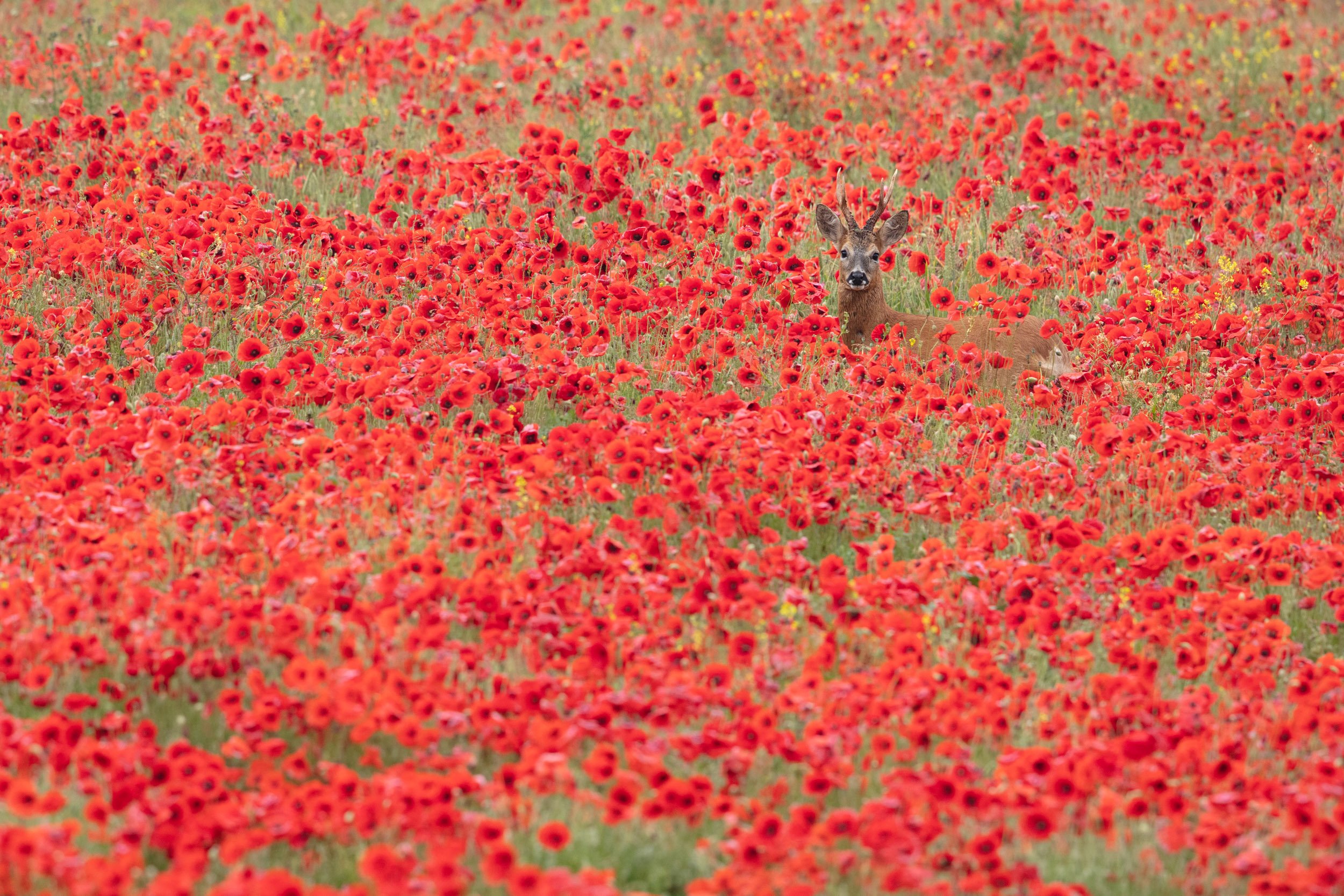 "Red Roe" by Daniel Trim