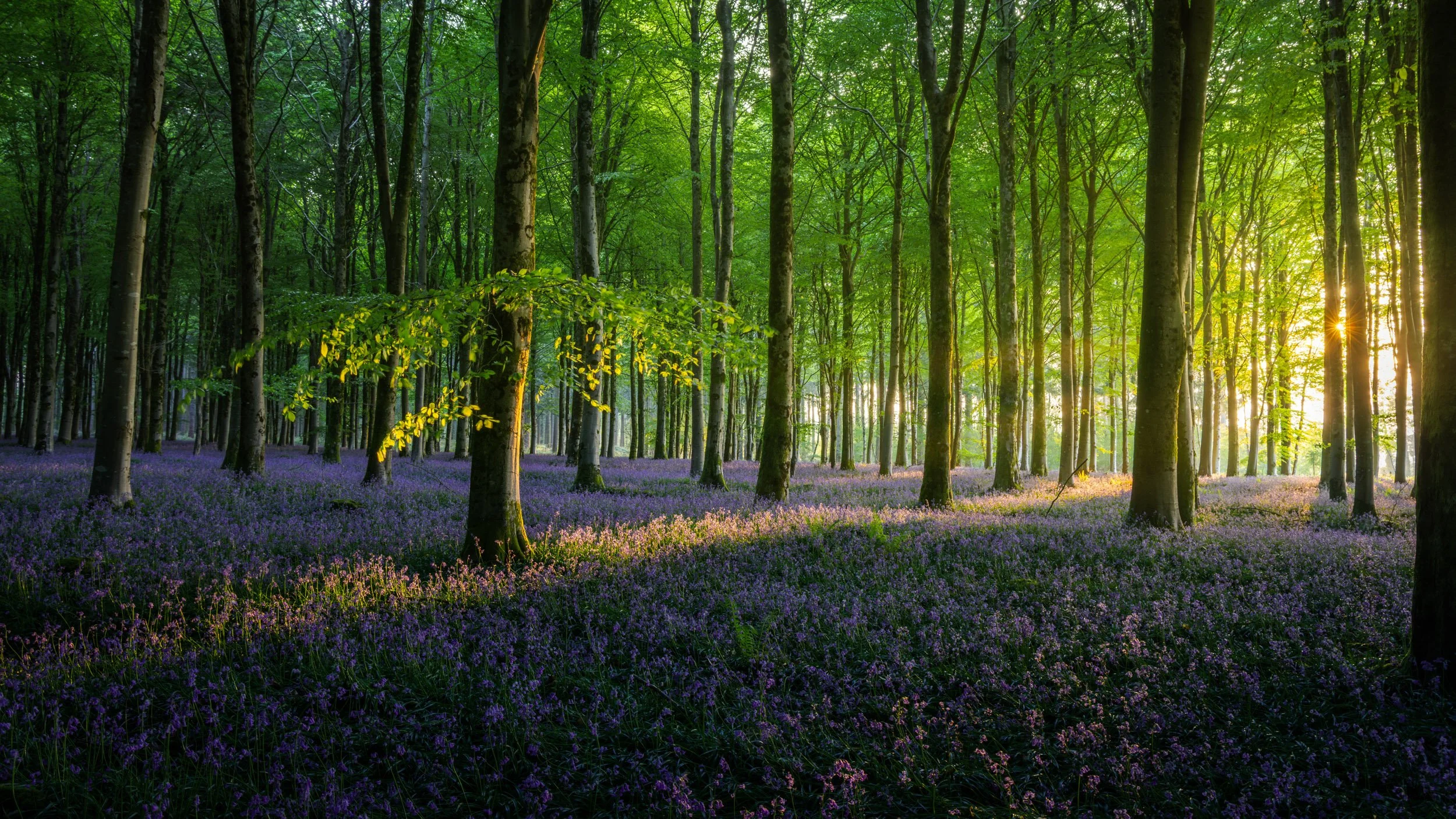 "Beaches and Bells" by Hang Ross