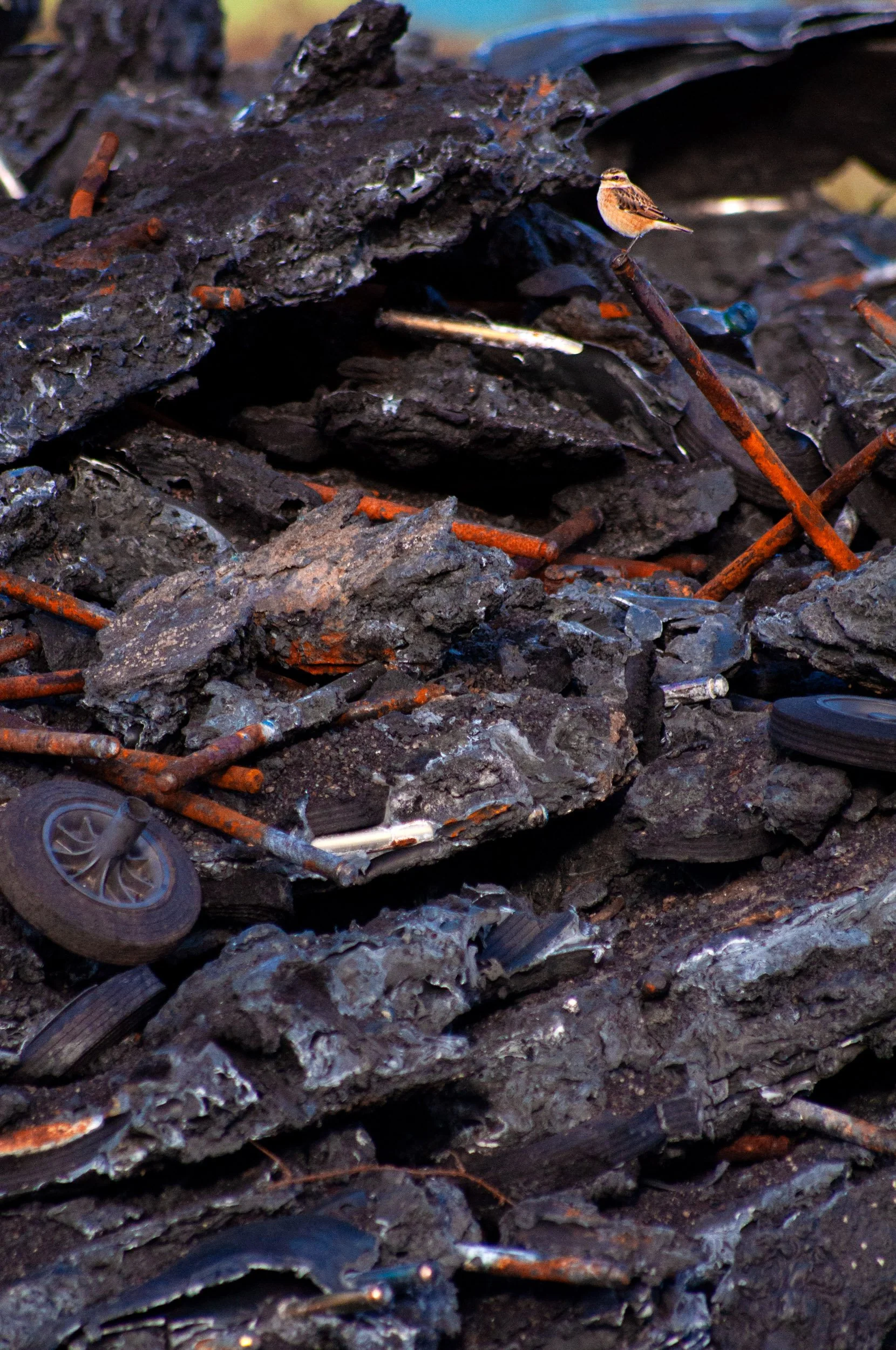 "New World" by Sennen Powell