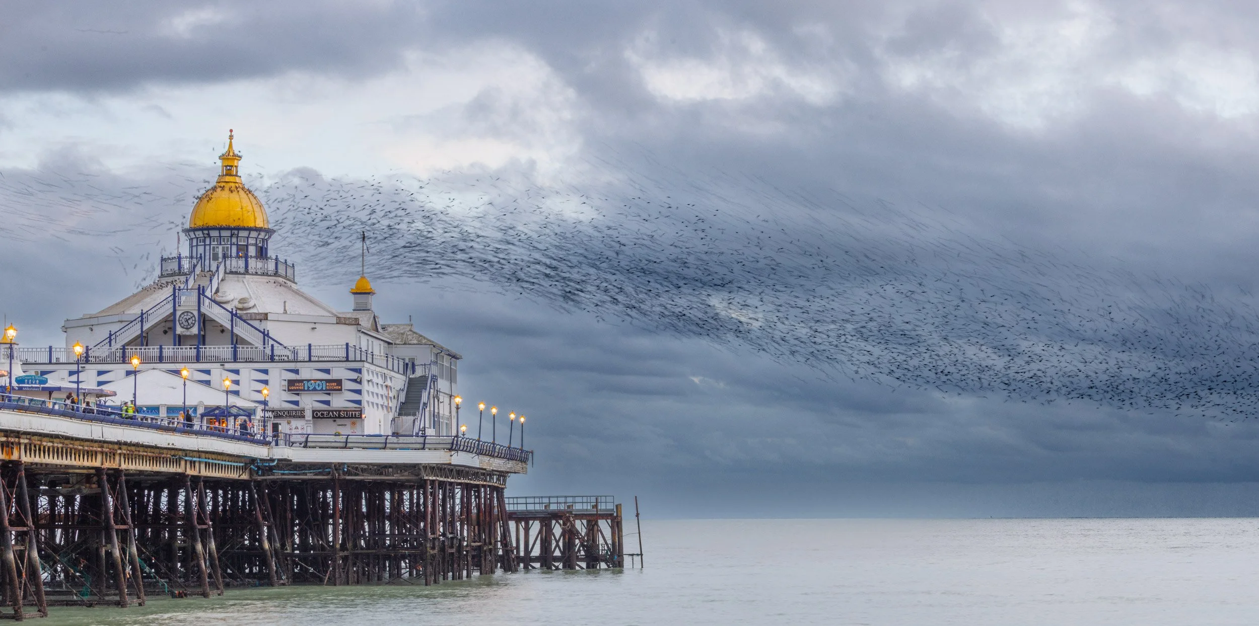 "Starling Murmuration" by Wendy Ball