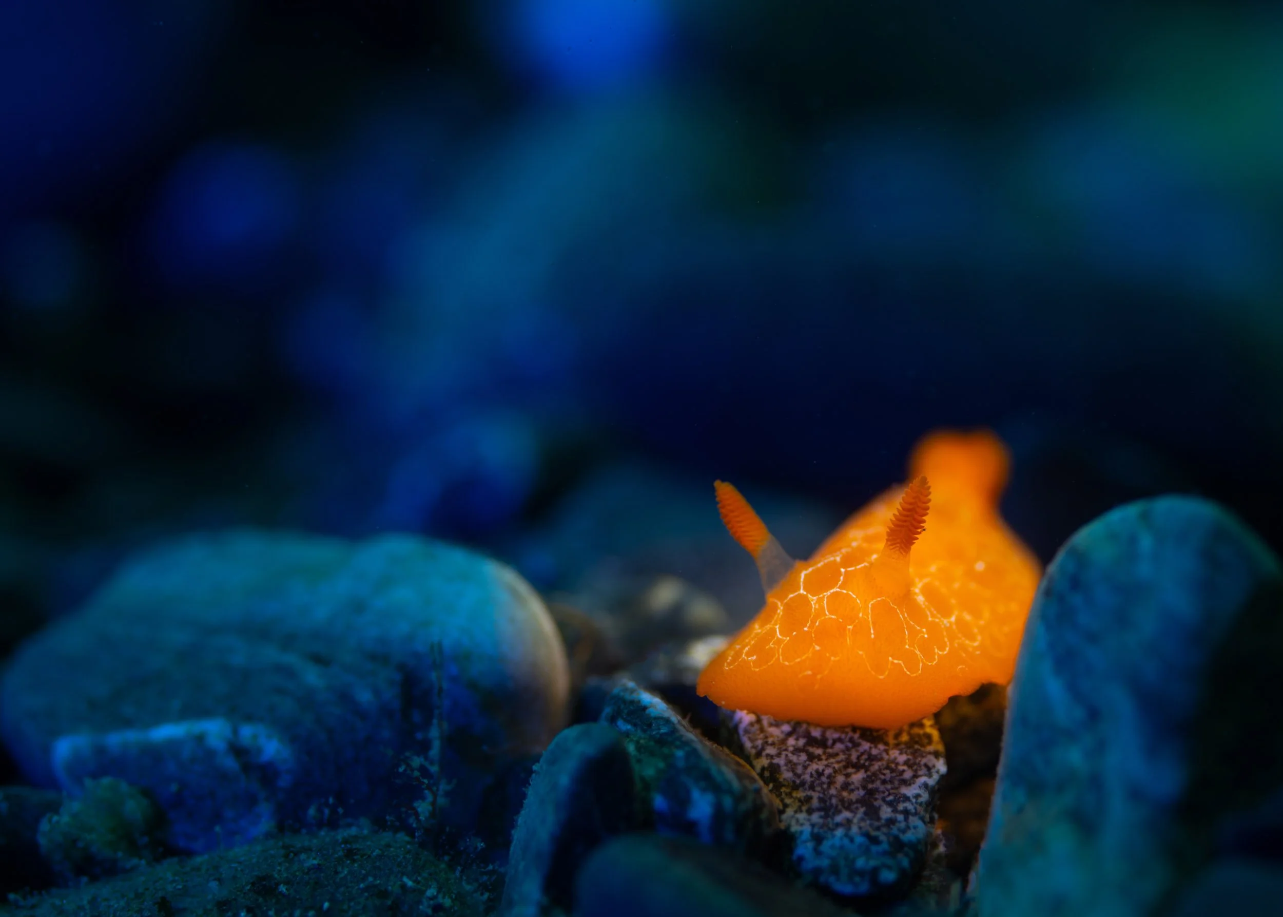 "Doris at the Disco" by Sandra Stalker