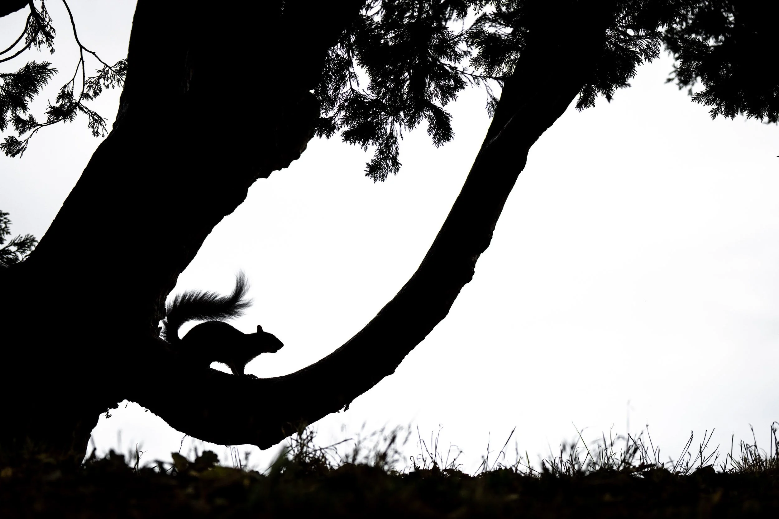"A Squirrel and a Tree in Silhouette" by Alex Pansier