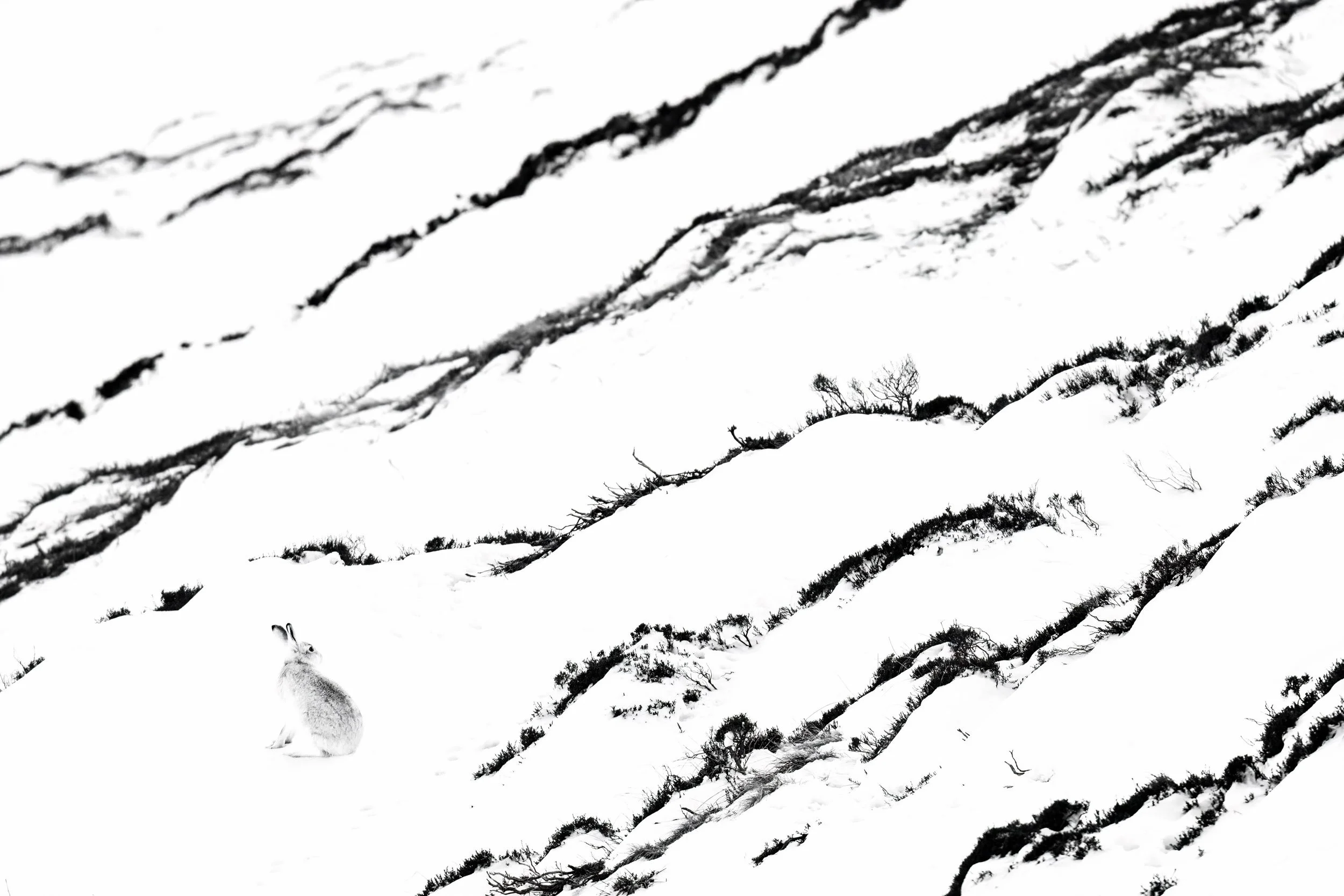 "Winter Lines" by Mario Suarez