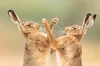 2026 Winners — British Wildlife Photography Awards