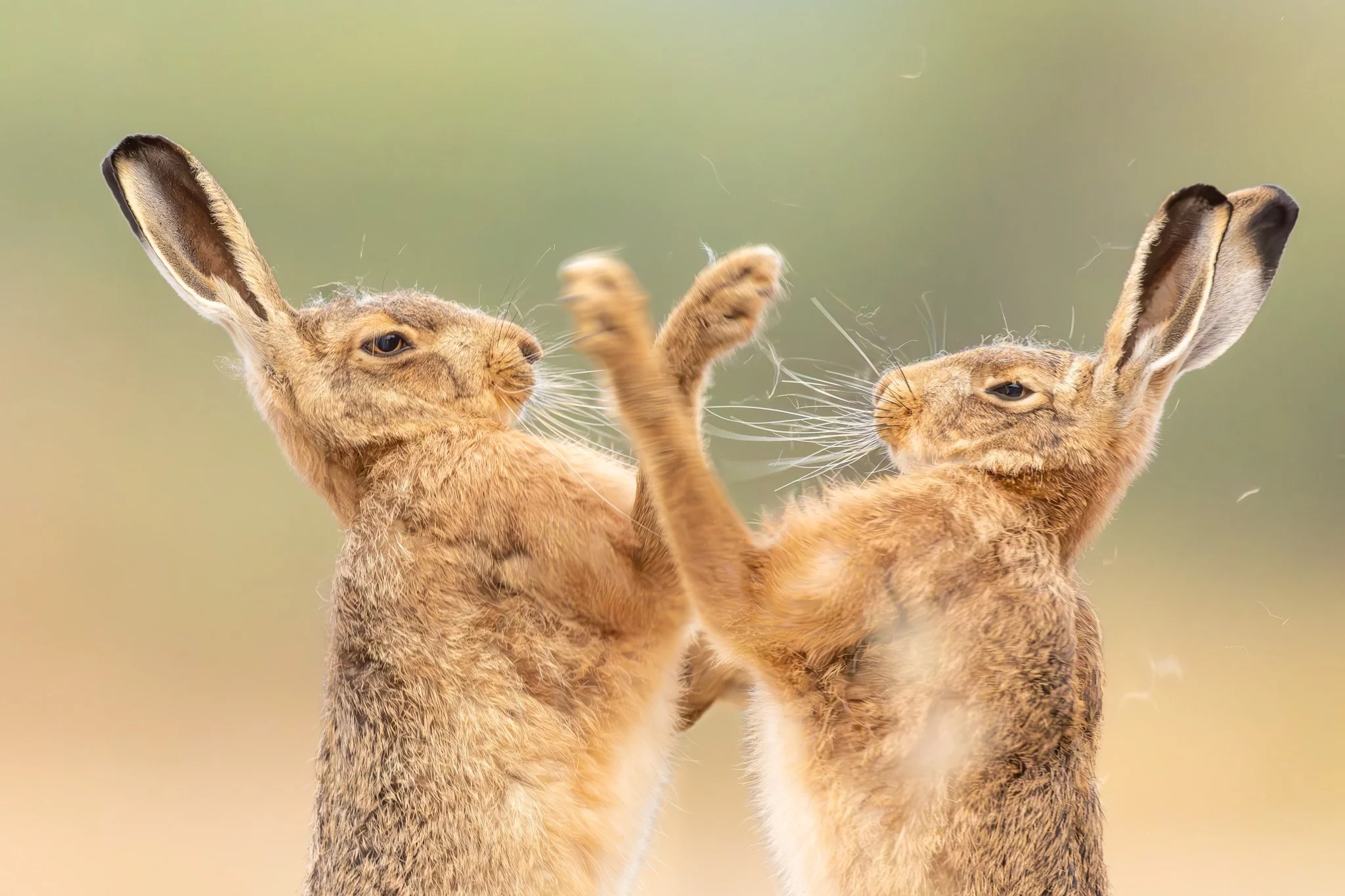 2026 Winners — British Wildlife Photography Awards