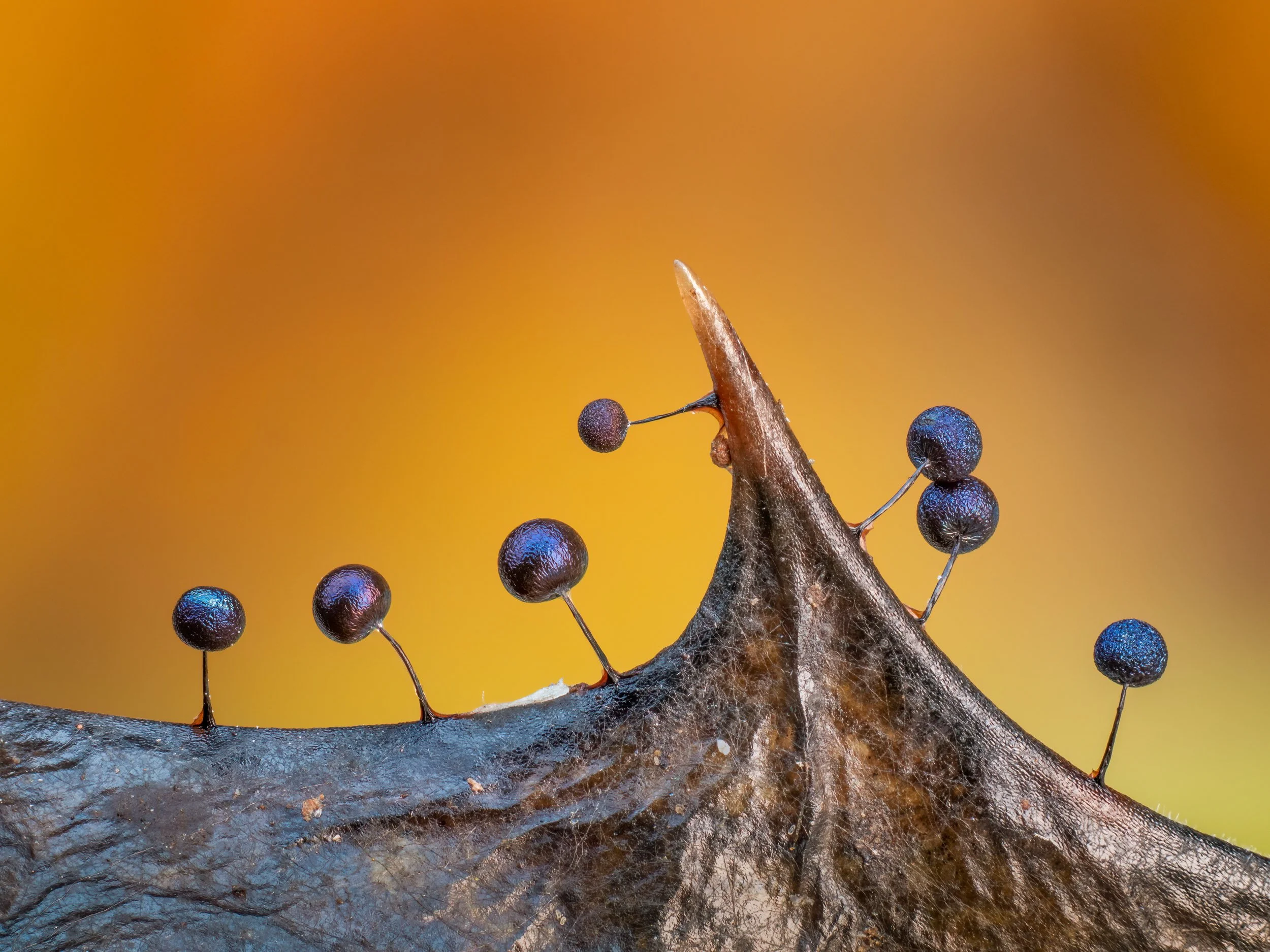 "Slime Moulds on a Holly Leaf" by Barry Webb