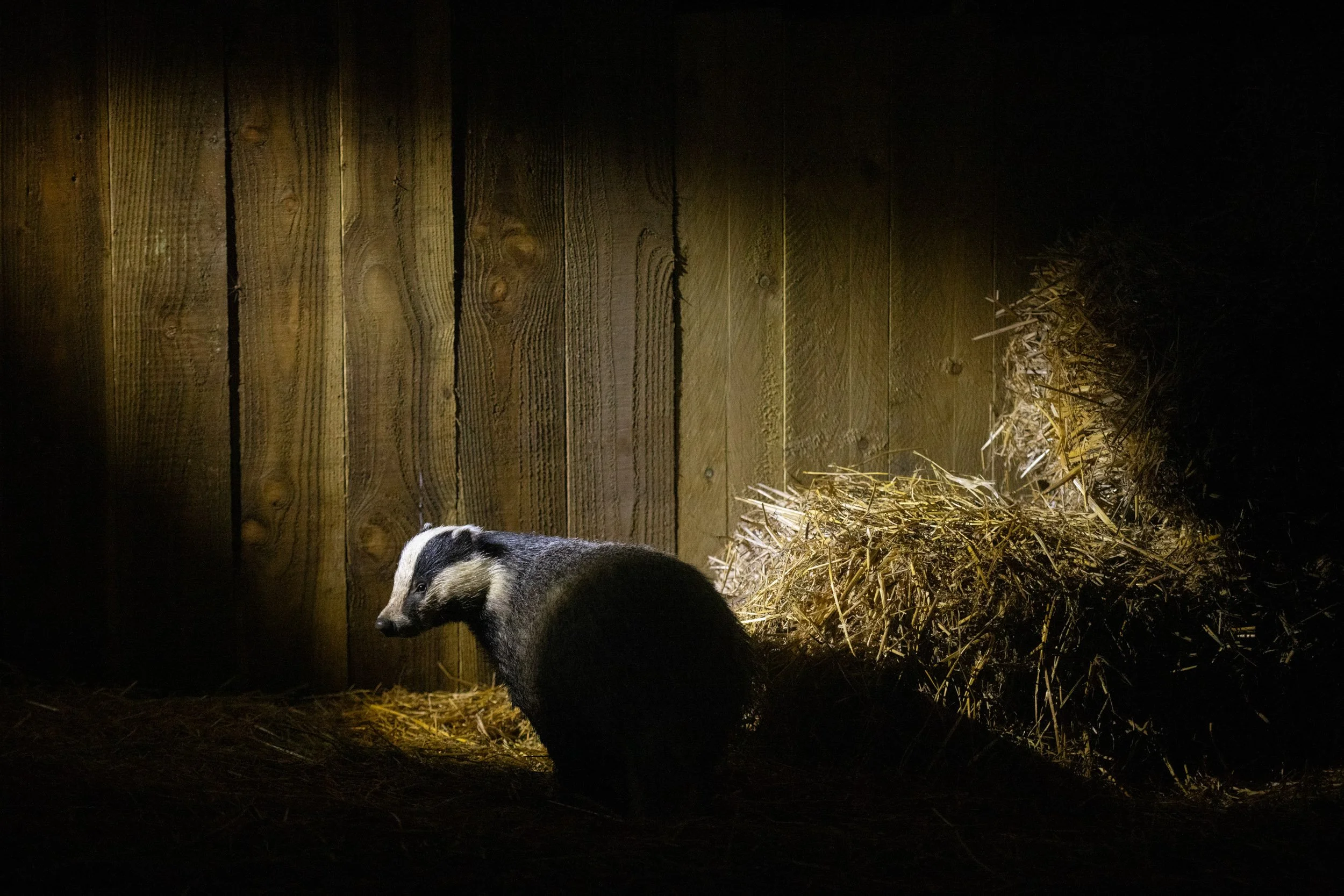 Badger-barn-53.jpg