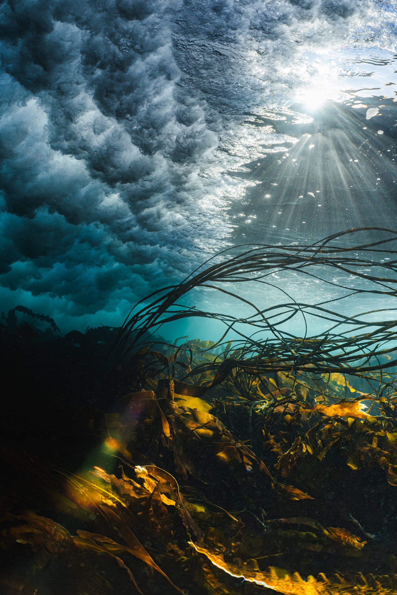 "Sunny Seaweed Surf" by Billy Arthur
