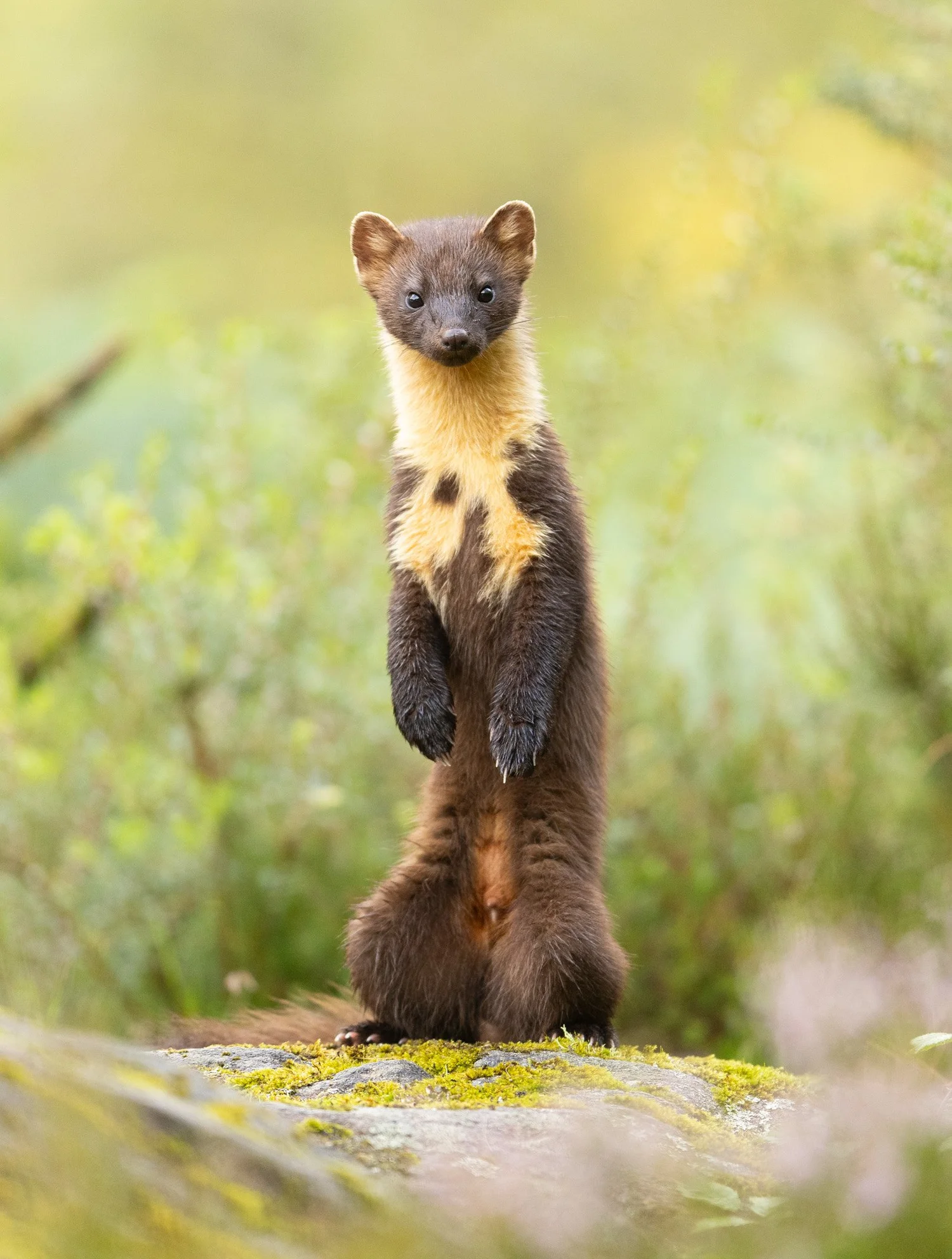 2026 Winners — British Wildlife Photography Awards