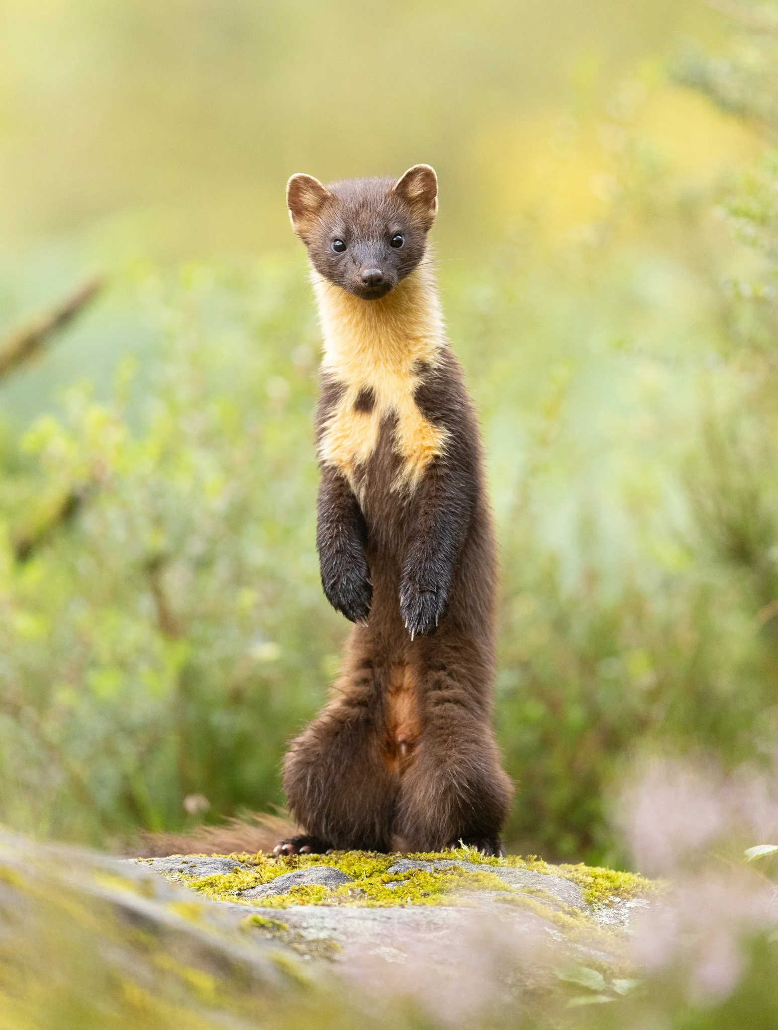 2026 Winners — British Wildlife Photography Awards