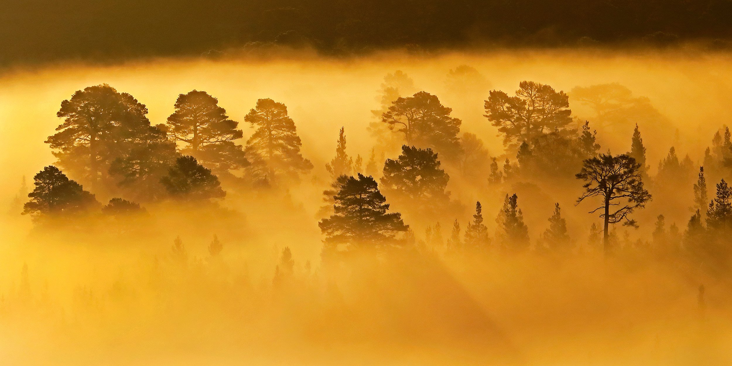 "Misty Pine Forest Sunrise" by Neil McIntyre