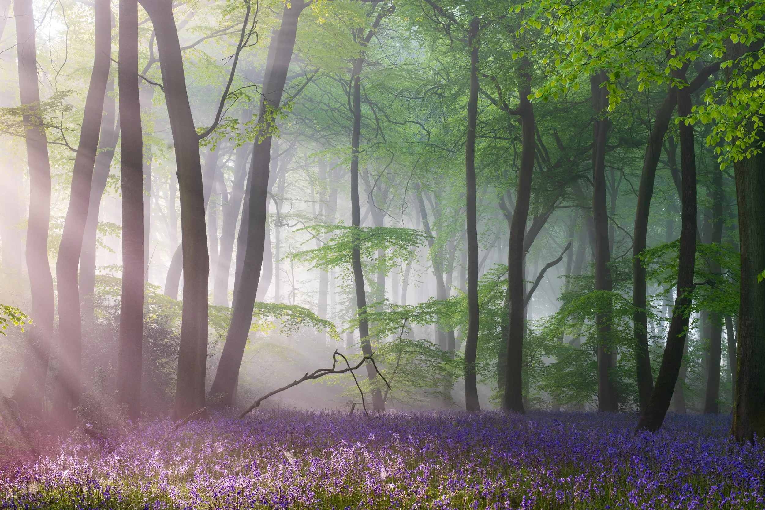 "Bluebells at Sunrise" by Christopher Harrison