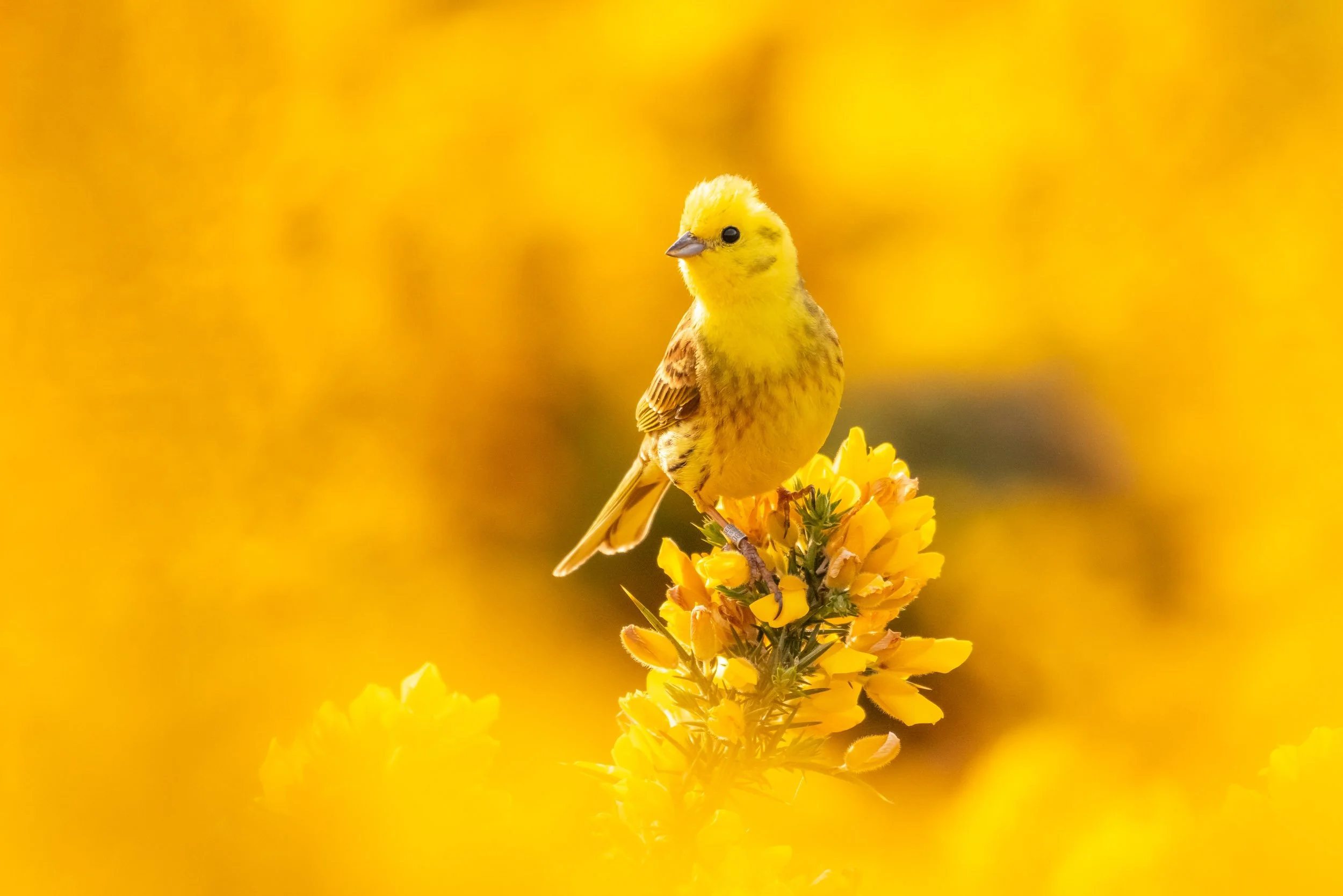 "Yellowhammer in Gorse" by Jamie McDermaid