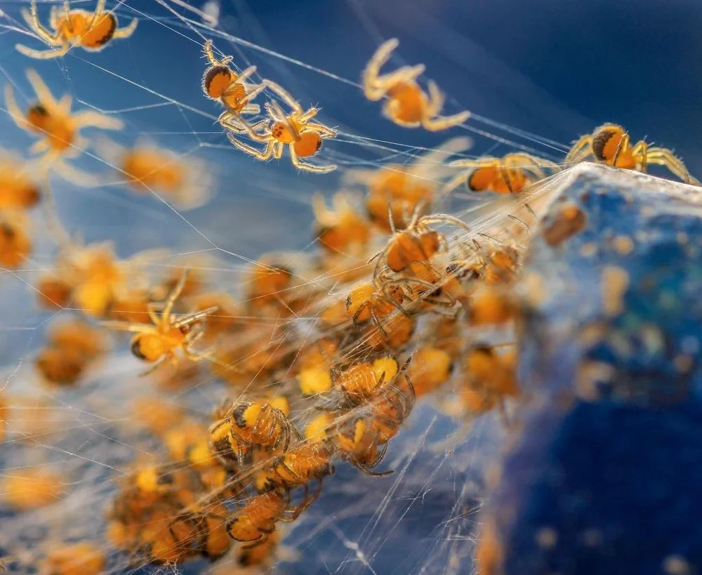 2016 Winners — British Wildlife Photography Awards