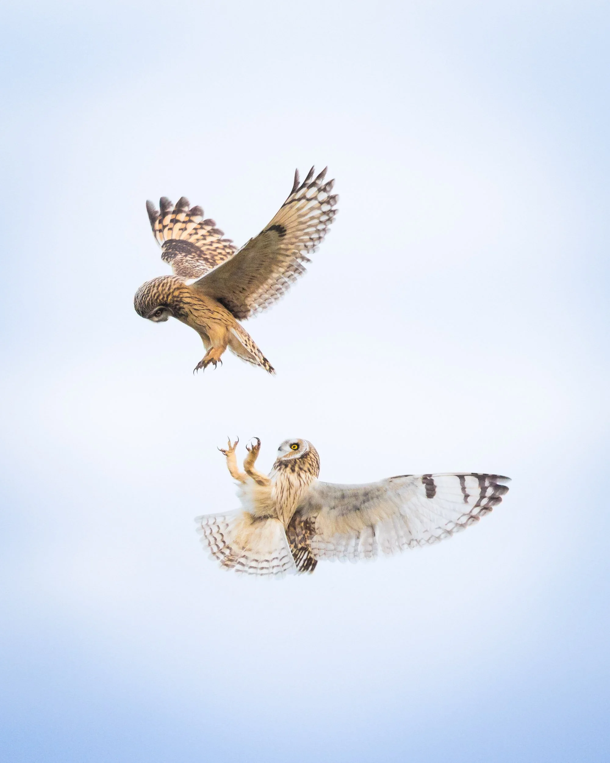 "Skydancers" by Drew Buckley