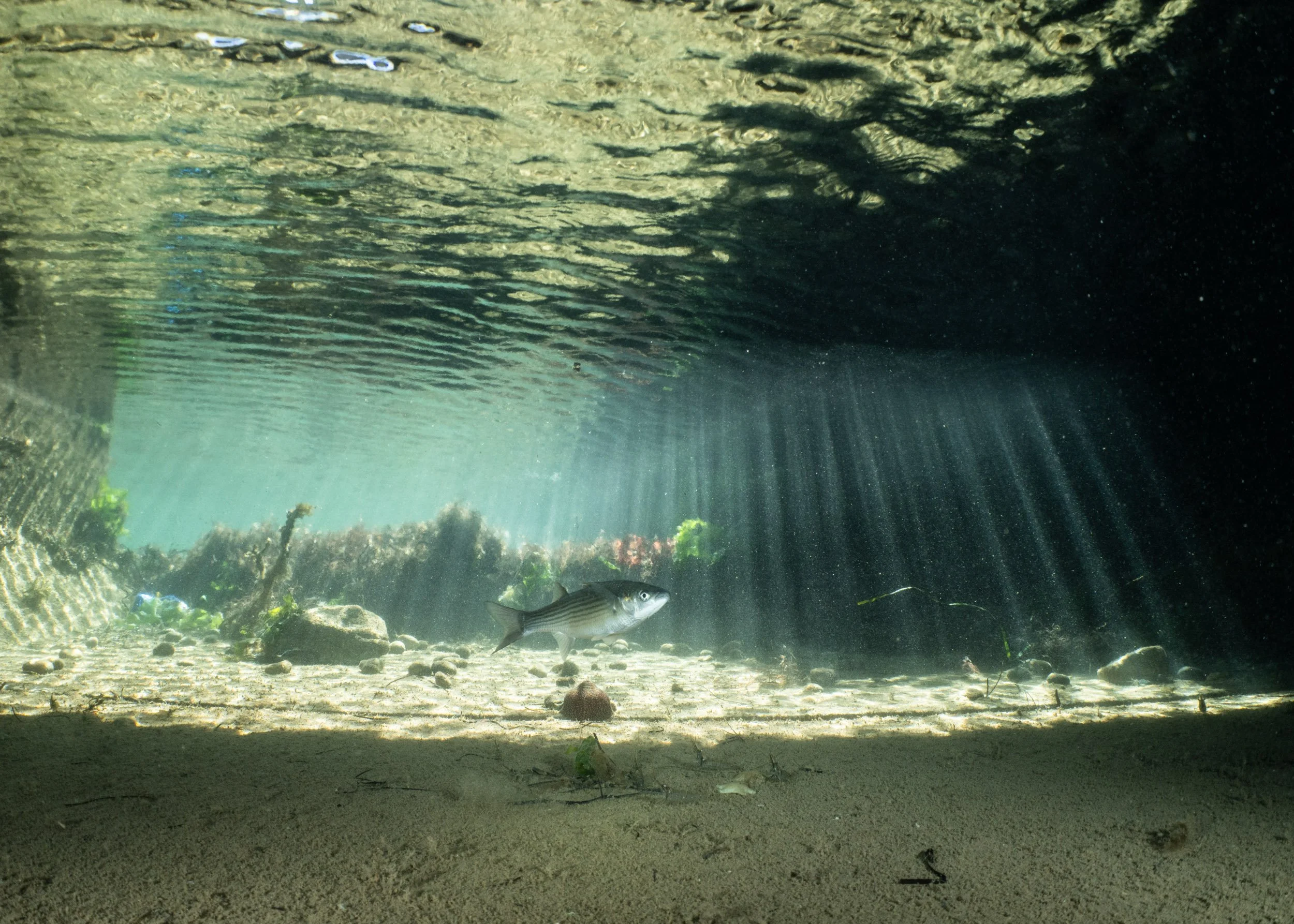 "The Storm Drain" by Sandra Stalker